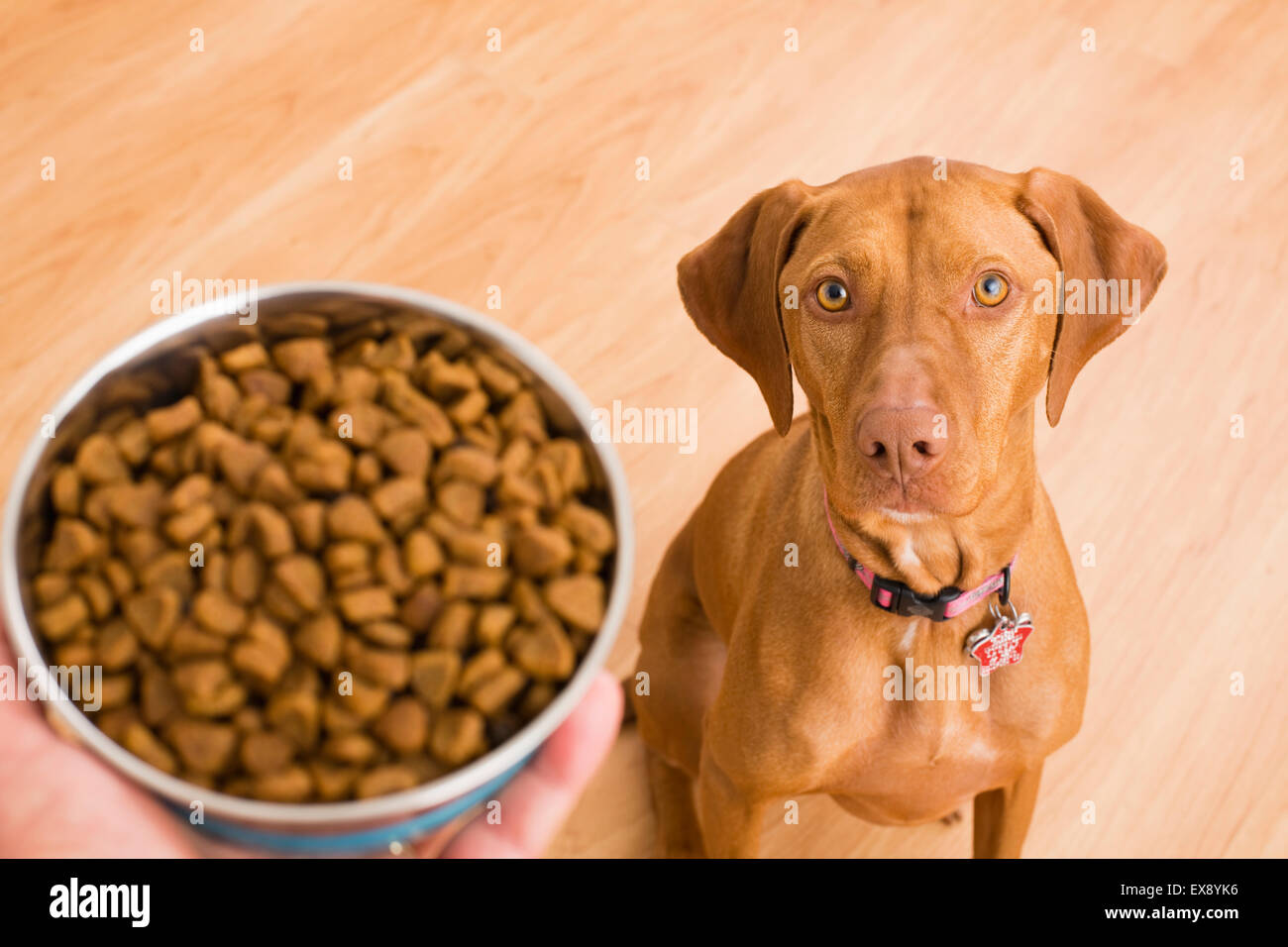 Hungrigen Hund betrachten Schüssel mit Essen Stockfoto