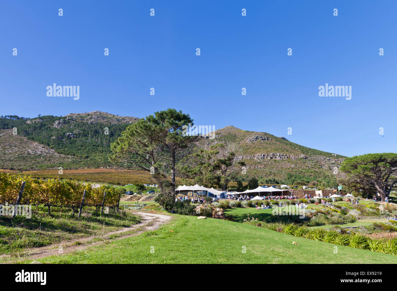 Steenburg Weingut Noordhoek in der Nähe von Cape Town, South Africa Stockfoto