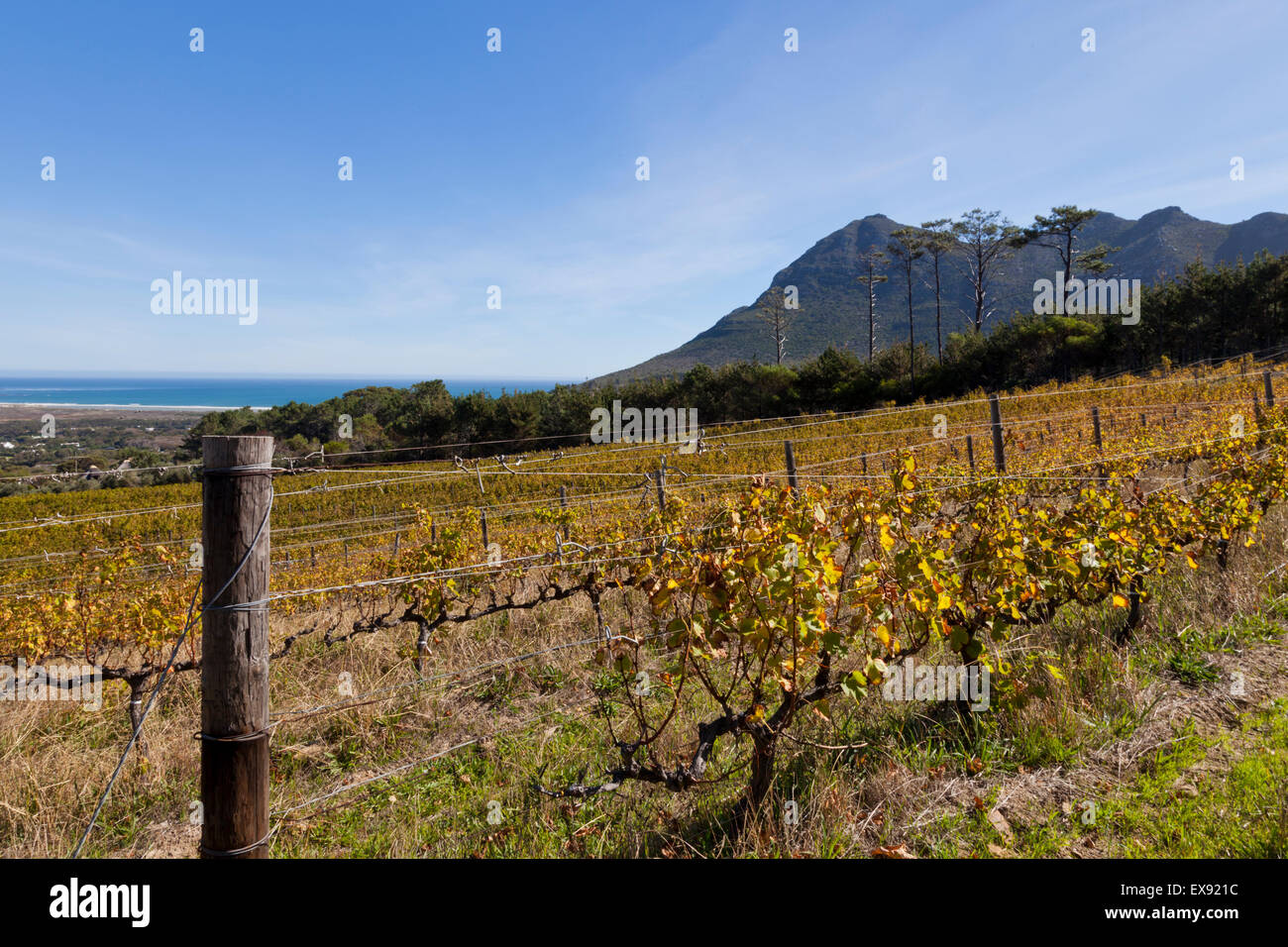 Steenburg Weingut Noordhoek in der Nähe von Cape Town, South Africa Stockfoto