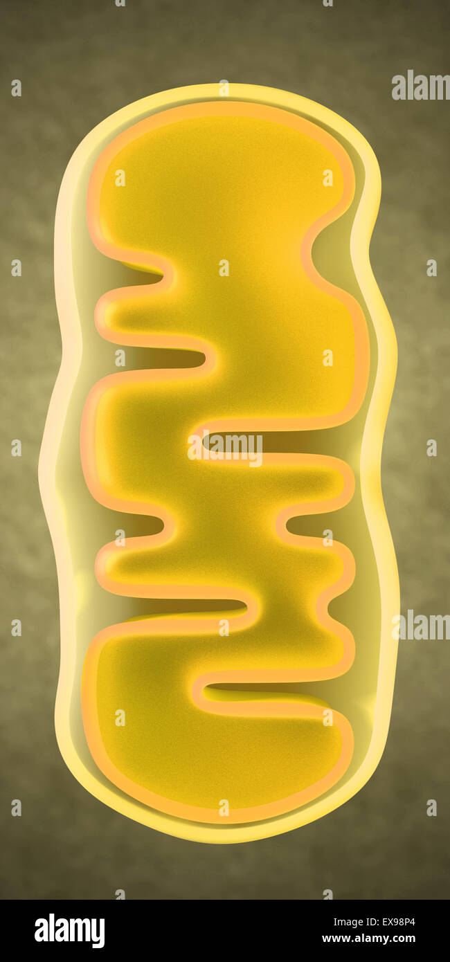 3D Illustration ein mitochondrium Stockfoto