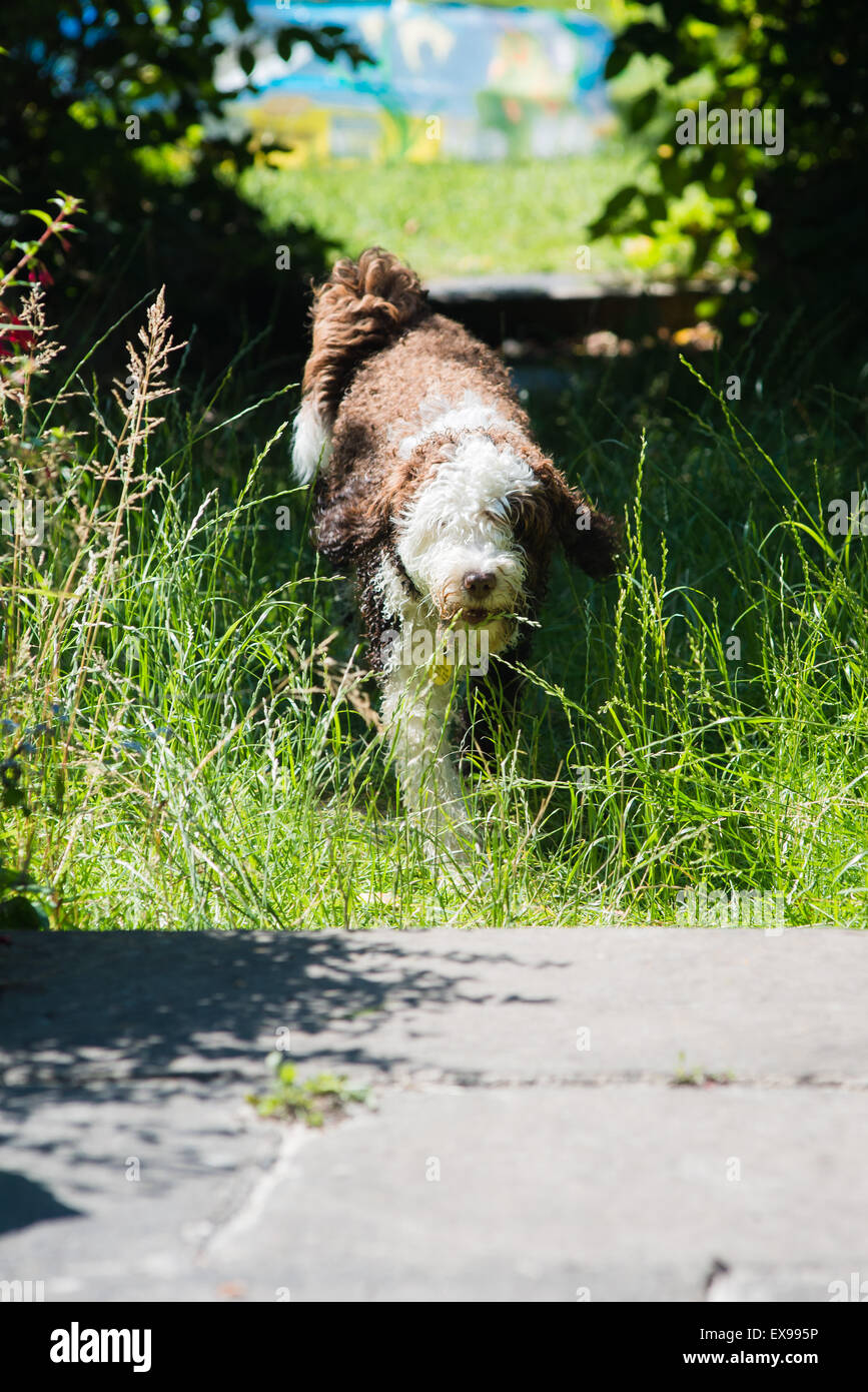 Spanischer Wasserhund im Garten laufen Stockfoto