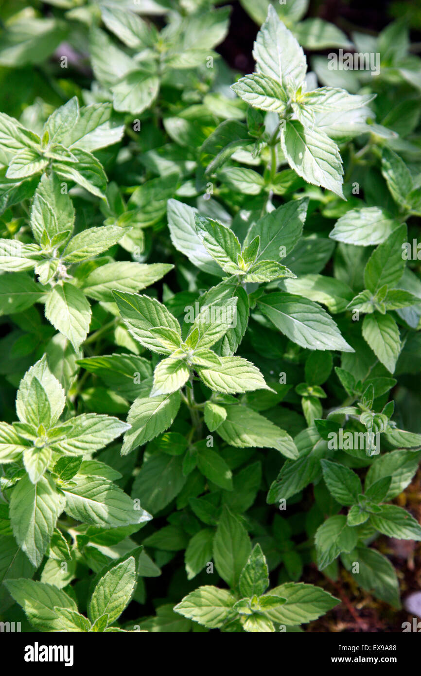 Bananen-Minze, Mentha Arvensis Banane. Stockfoto