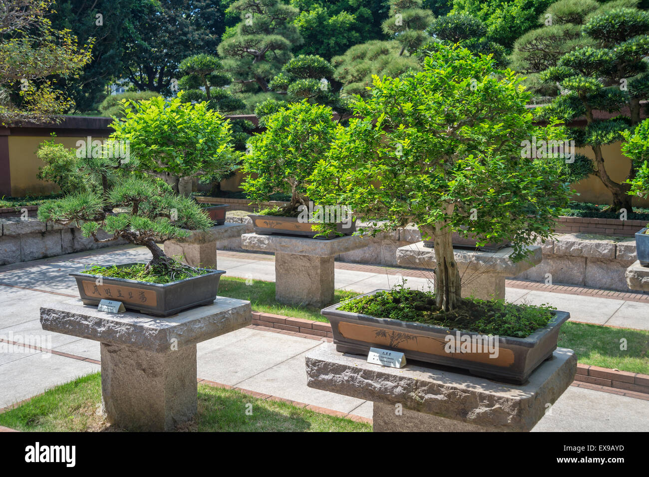 Bonsai trees in bonsai garden Fotos und Bildmaterial in hoher