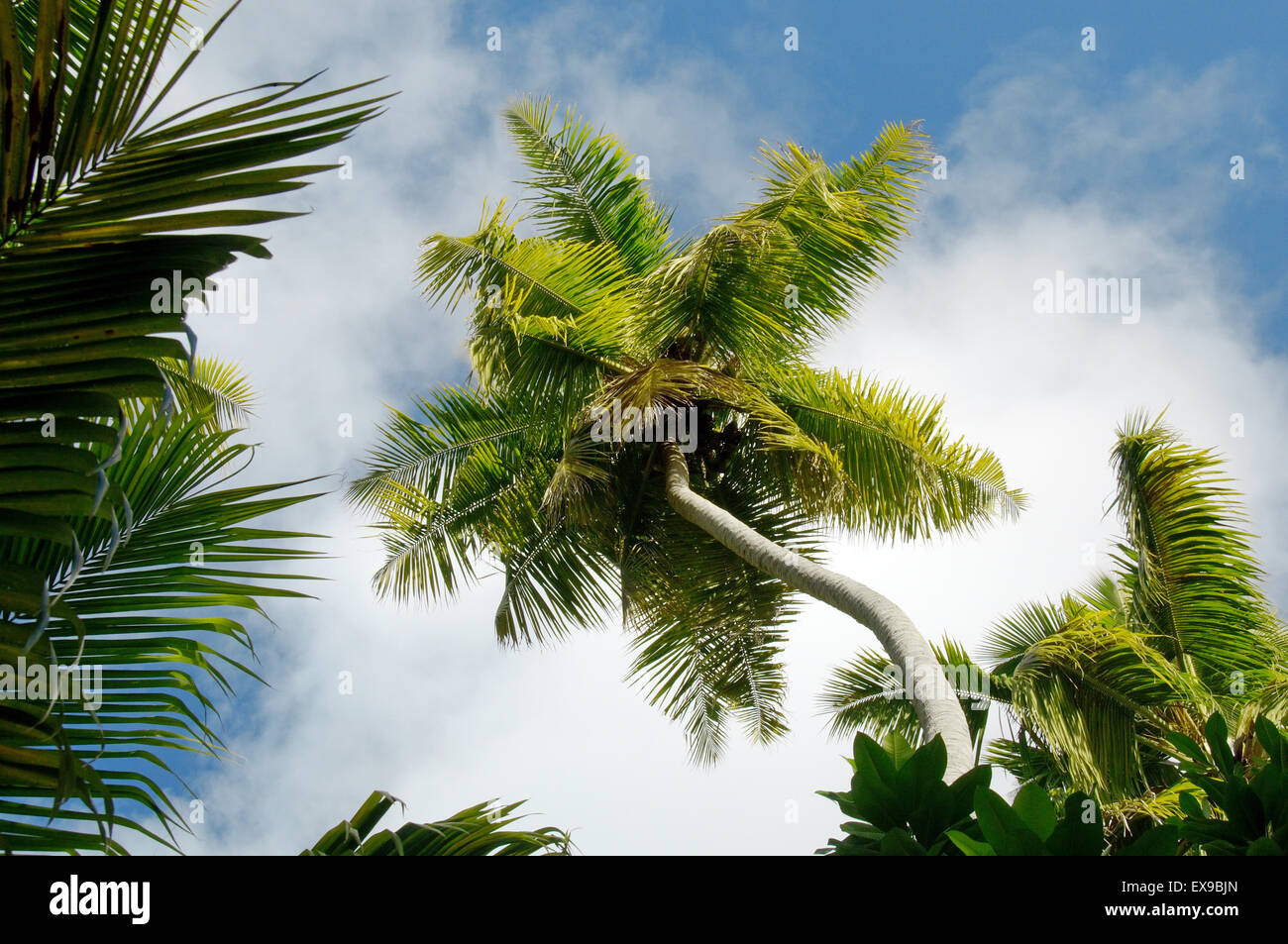 Die Kronen der Palmen in den Dschungel, Denis Island, Seychellen Stockfoto