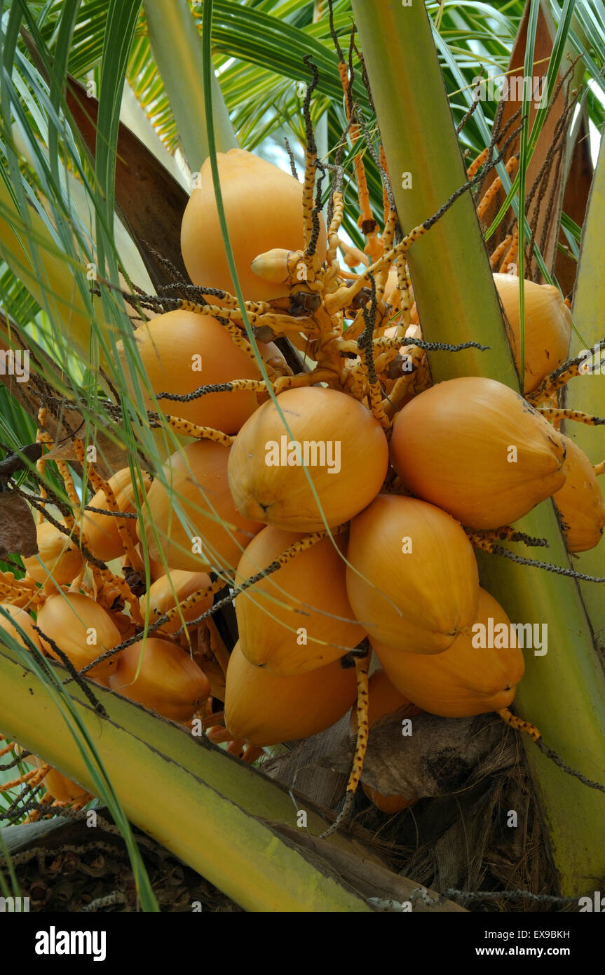 Reife Kokosnüsse auf einer Palme, Denis Island, Seychellen Stockfoto
