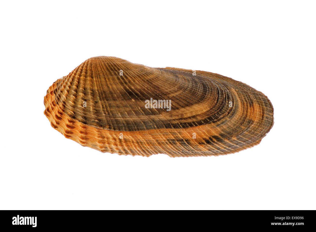 Amerikanische Piddock (Petricola Pholadiformis) Shell auf weißem Hintergrund Stockfoto