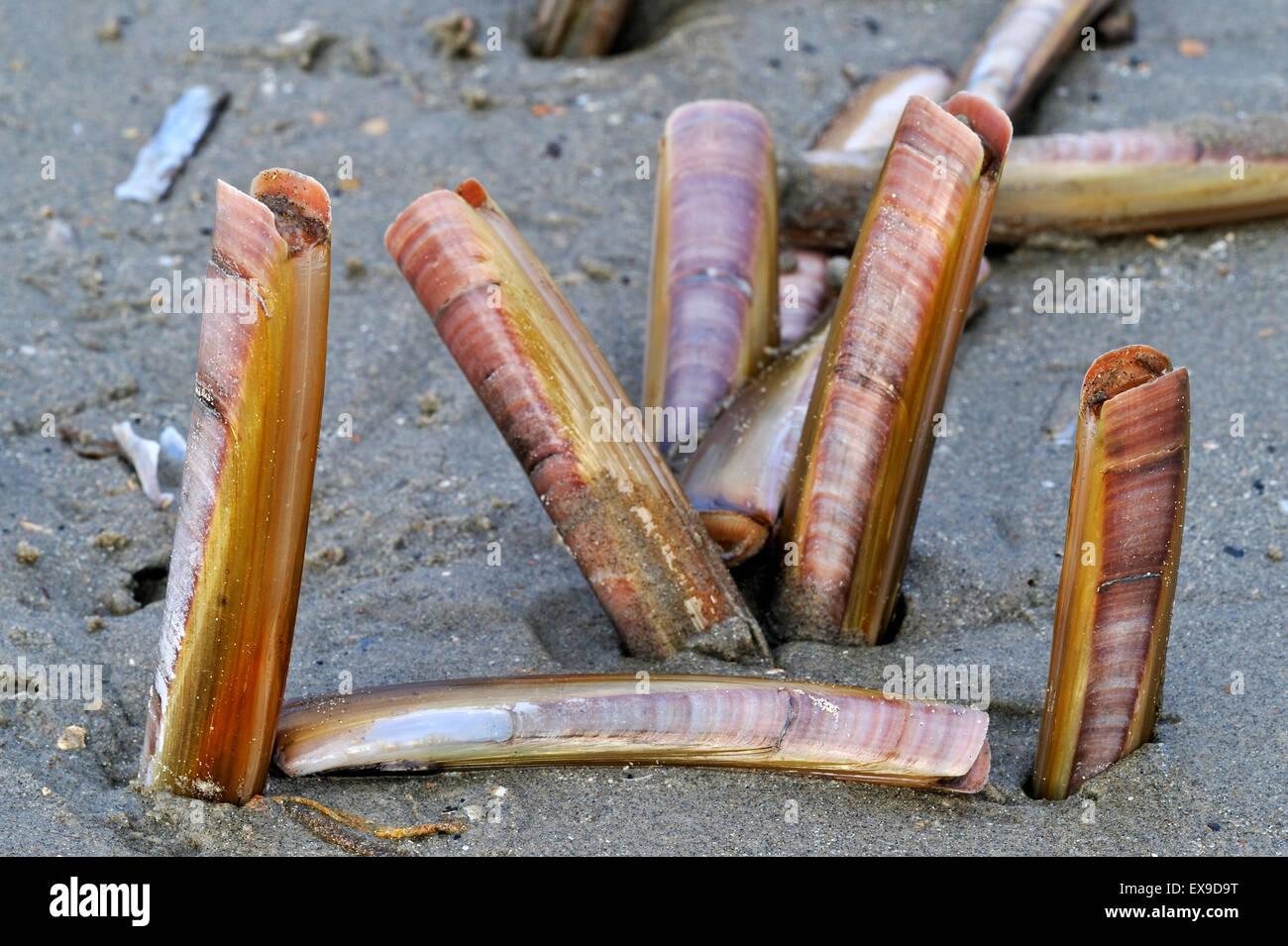 Alive Atlantic jackknives / American jackknife clam / razor clams (Ensis directus / Ensis americanus) shells digging in sand Stockfoto