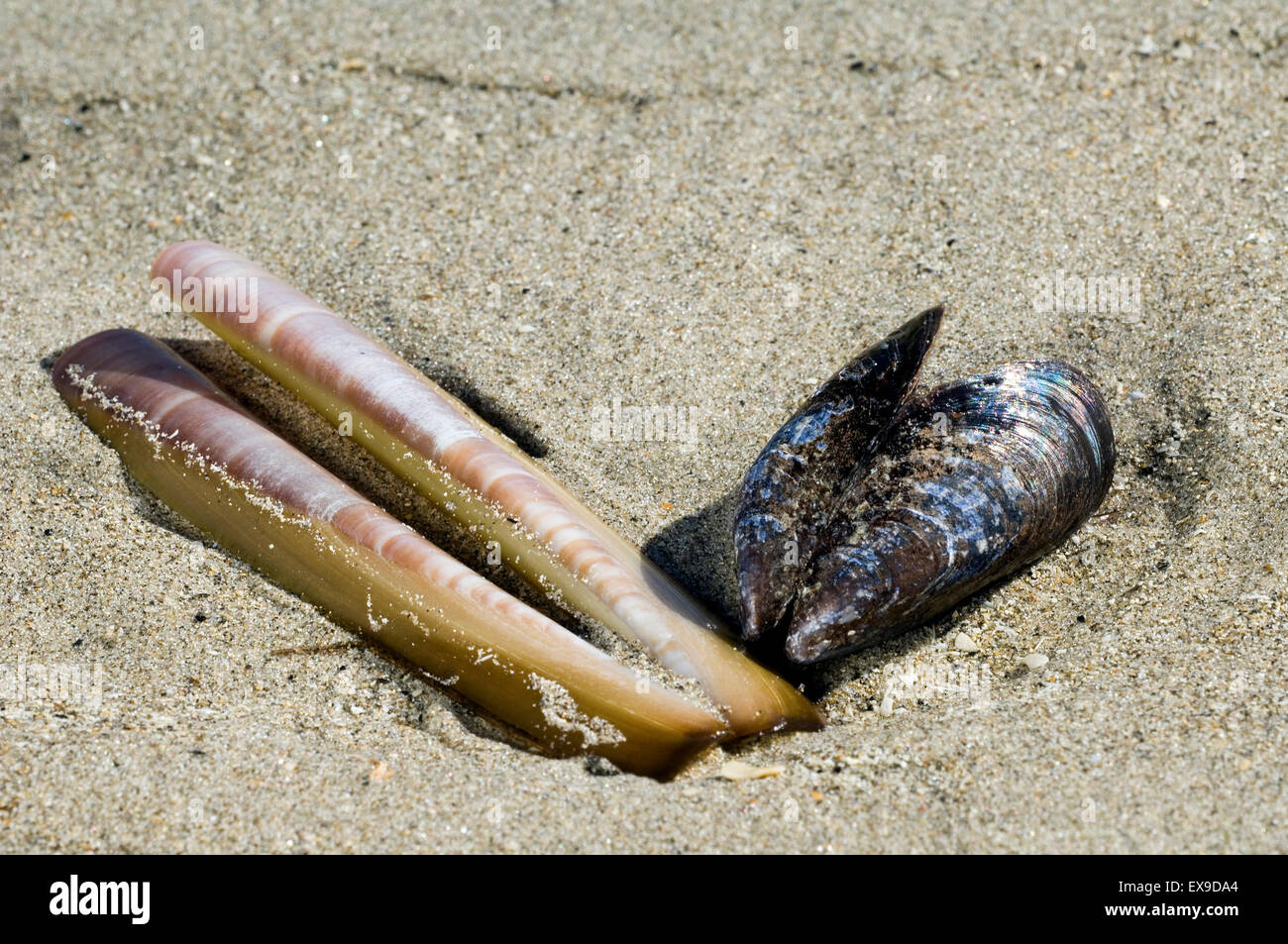 Atlantische Klappmesser / American Klappmesser Clam / Razor clam (Ensis Directus / Ensis Americanus) Schalen und Miesmuschel (Mytilus Edulis) Stockfoto