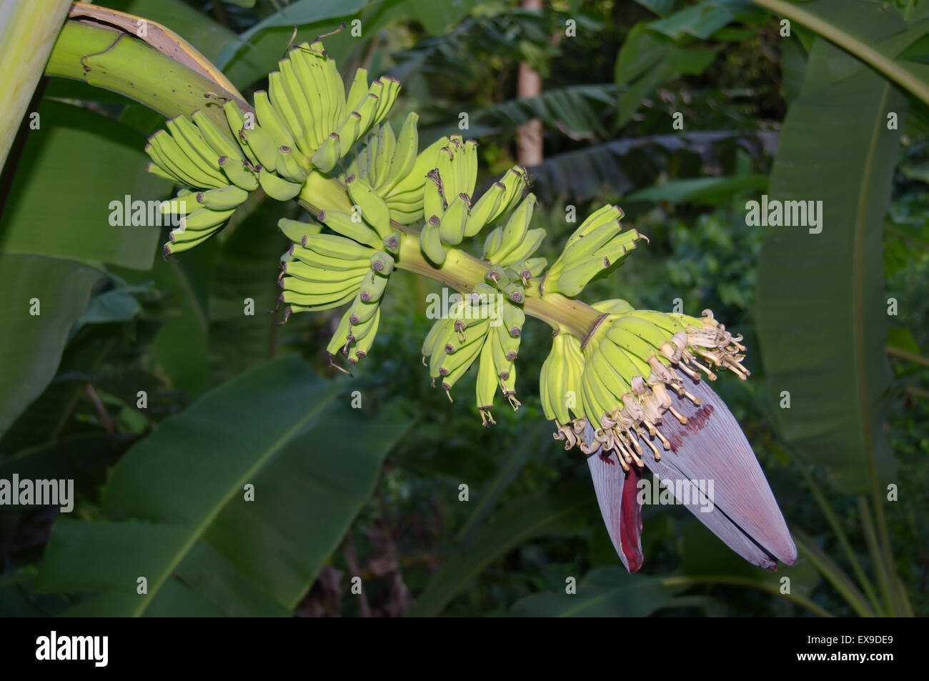 Banane Blütenstand, teilweise geöffnet und junge Früchte, Bananen (Musa sp.), Insel Mahe, Seychellen, Afrika Stockfoto