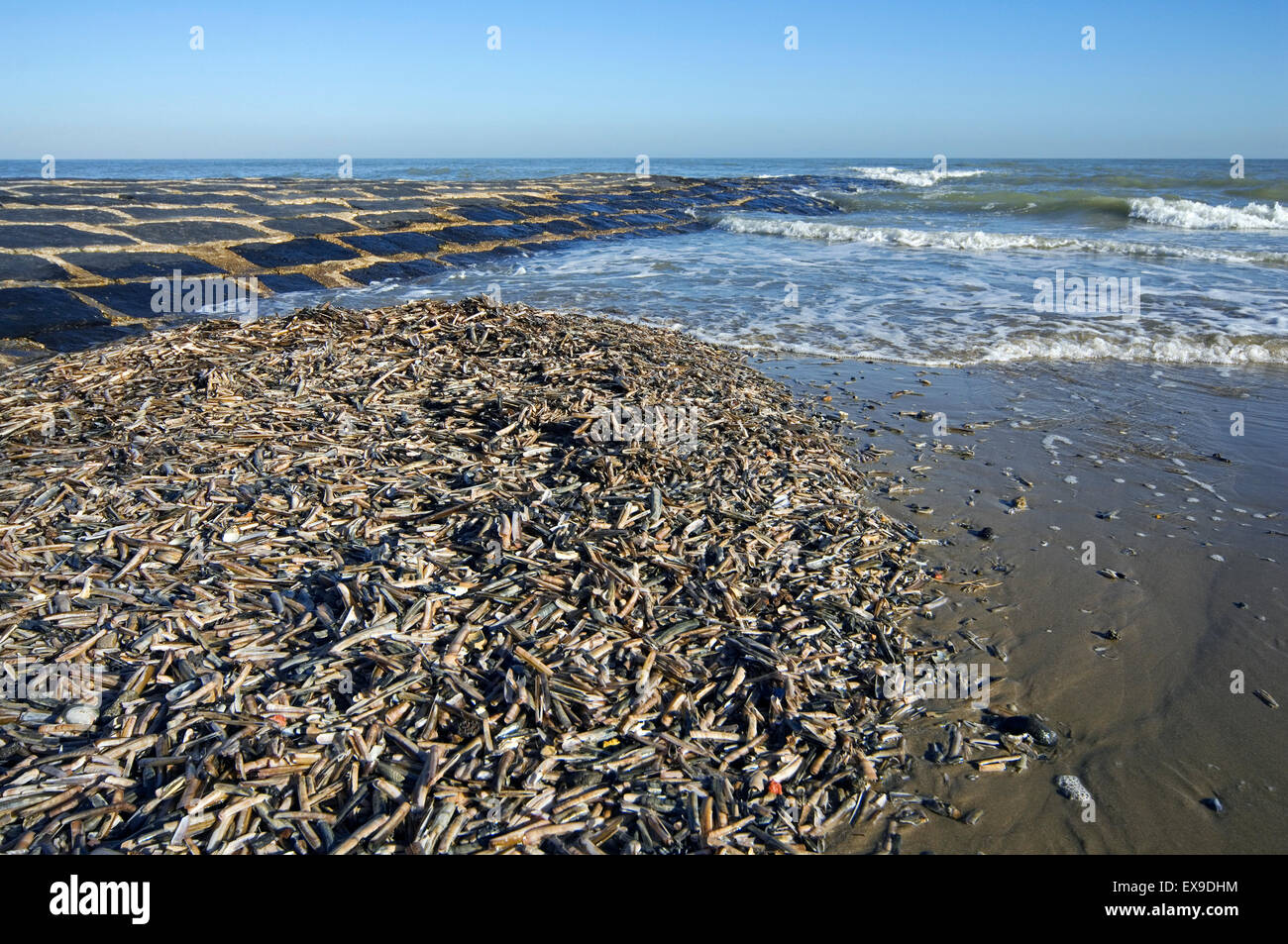 Masse des Atlantic Taschenmesser / American Klappmesser Muscheln / Razor clam (Ensis Directus / Ensis Americanus) Muscheln an Strand gespült Stockfoto