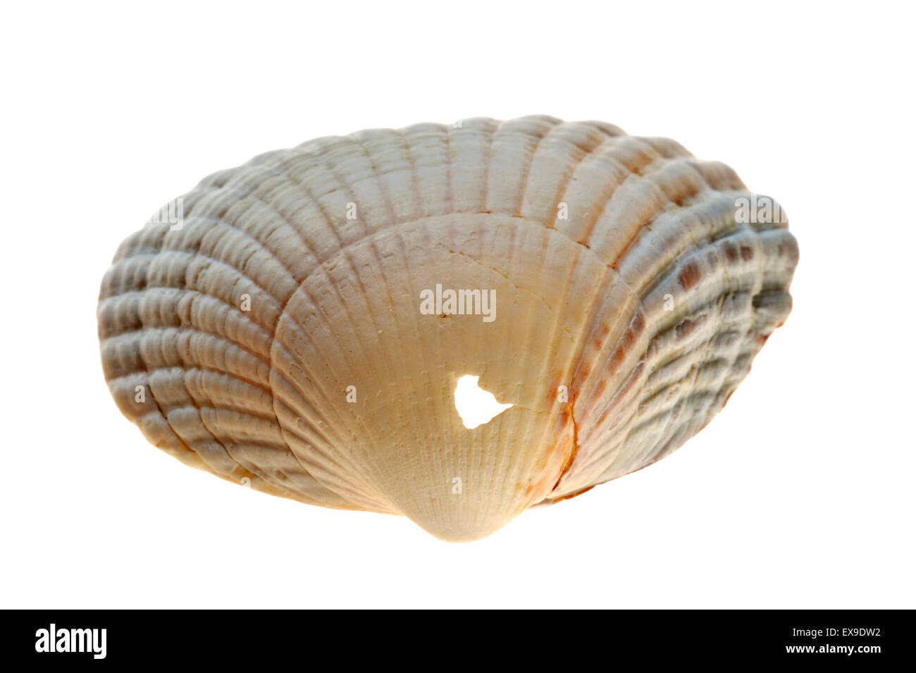 Bohrung im Herzmuschel (Cerastoderma Edule / Cardium Edule) Schale aus von Halskette Shell (Polinices Catenus) auf weißem Hintergrund Stockfoto
