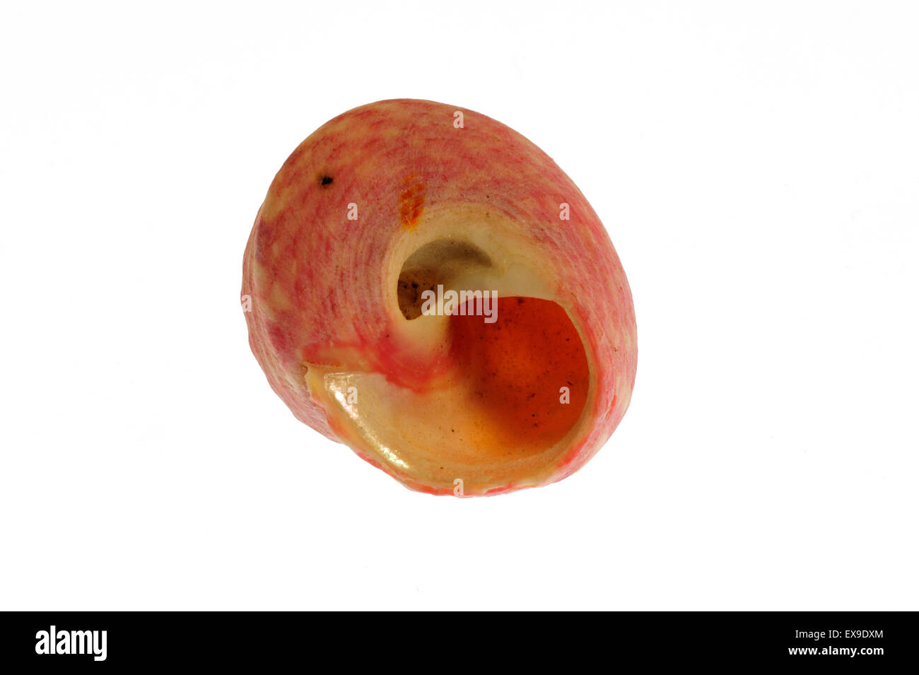 Malte Oberschale / Turban top Shell (Gibbula Magus) Meeresschnecke auf weißem Hintergrund Stockfoto