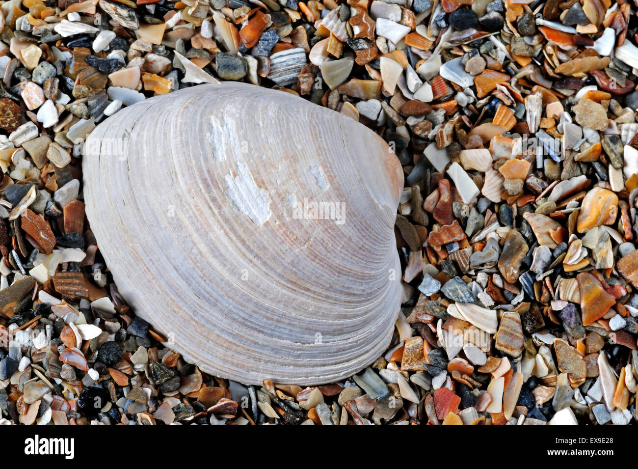 Versteinerten Teppich Schale (Venerupis Senescens) am Strand Stockfoto