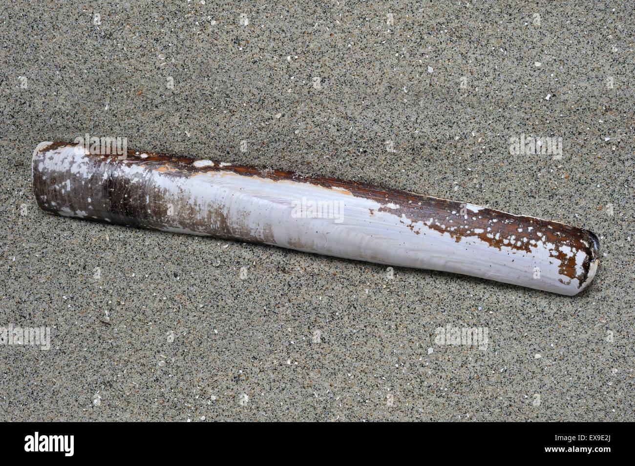 Pod gestochen Schale / gemeinsame Razorfish (Ensis Siliqua) am Strand entlang der Nordseeküste Stockfoto