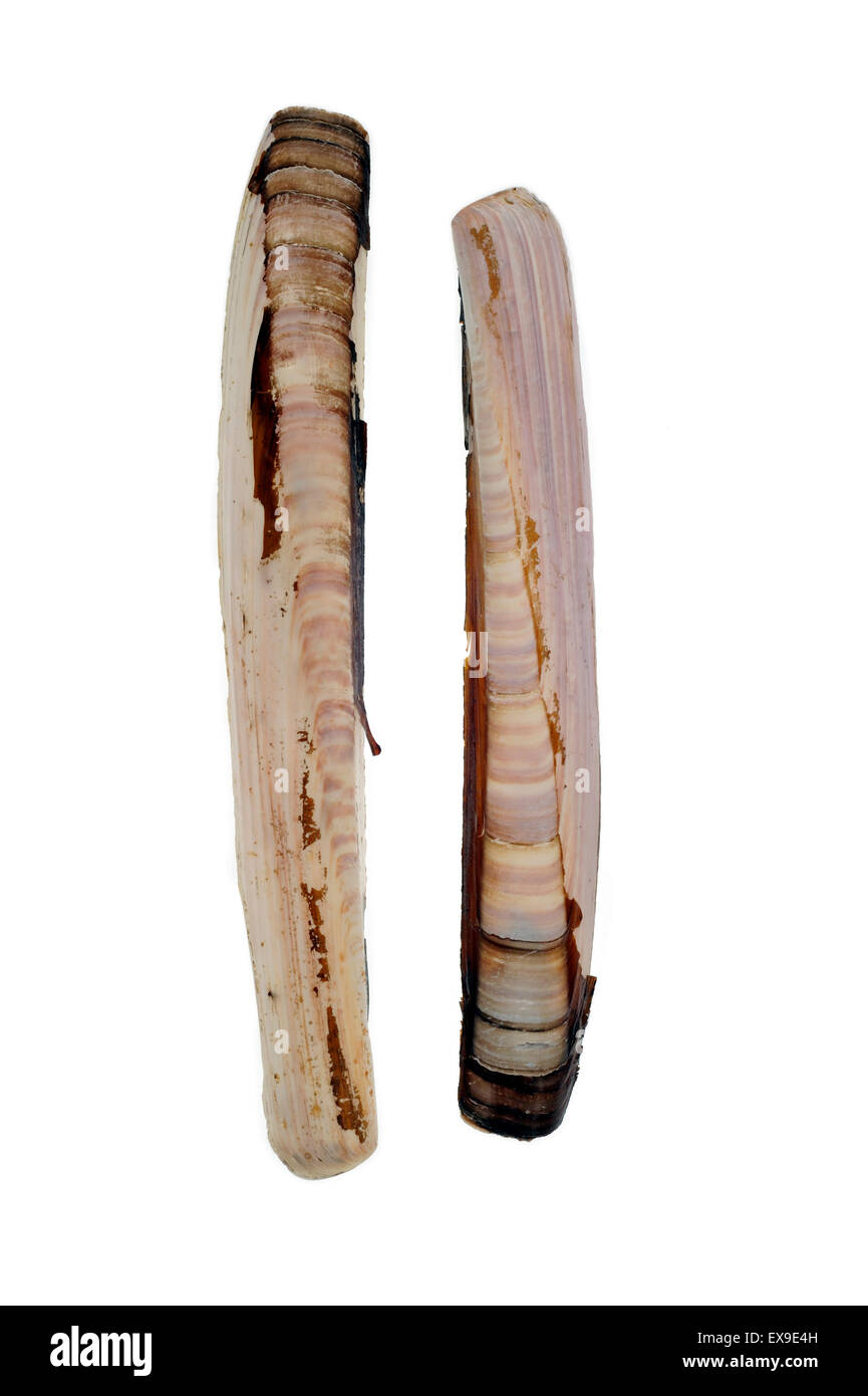 Rasiermesser-Shell / Razor clam / Razor Fisch / Schwert Rasierer (Ensis Arcuatus) Muscheln auf weißem Hintergrund Stockfoto