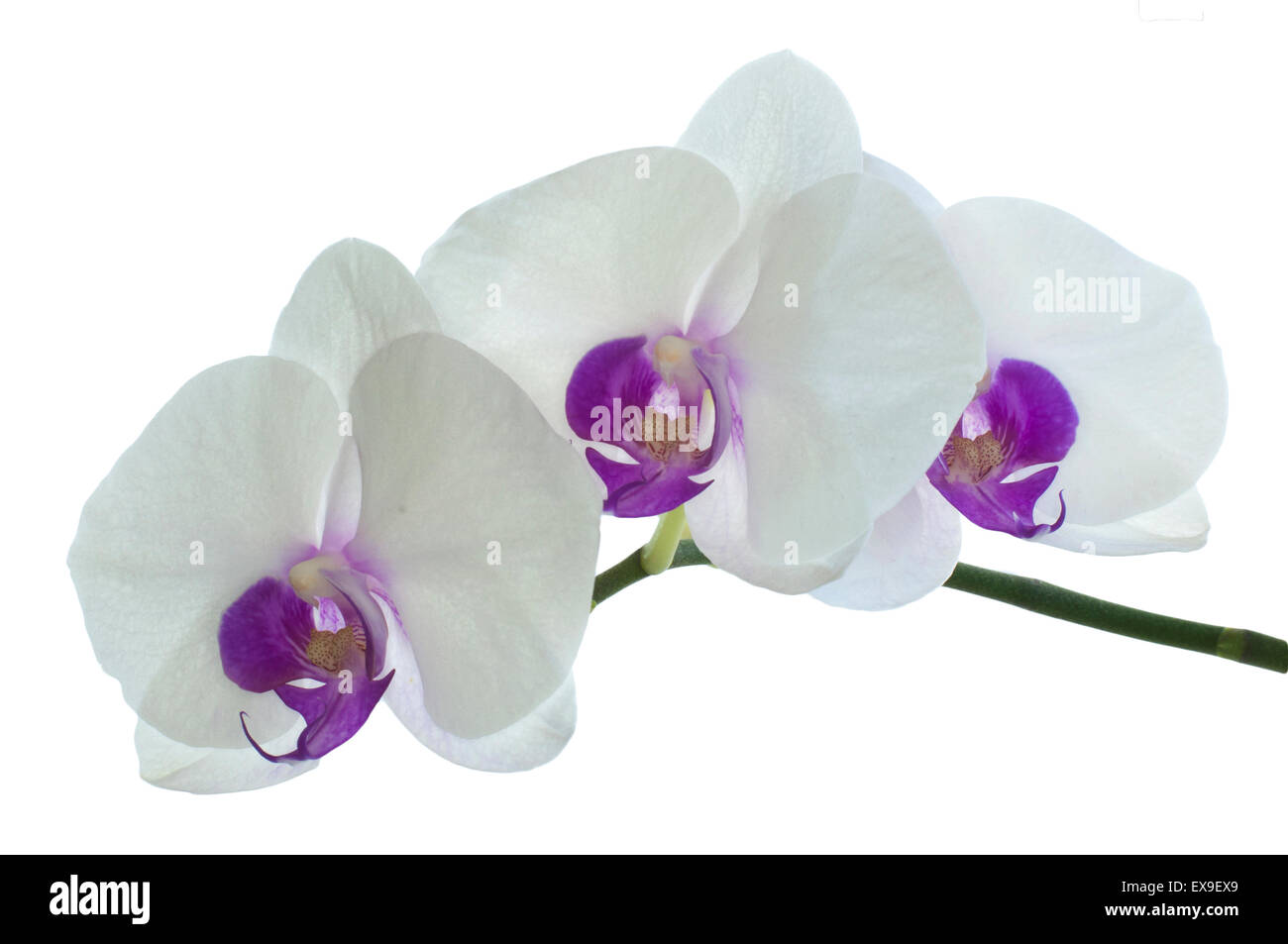 Blühende Orchideen Zweig isoliert auf weißem Hintergrund Stockfoto
