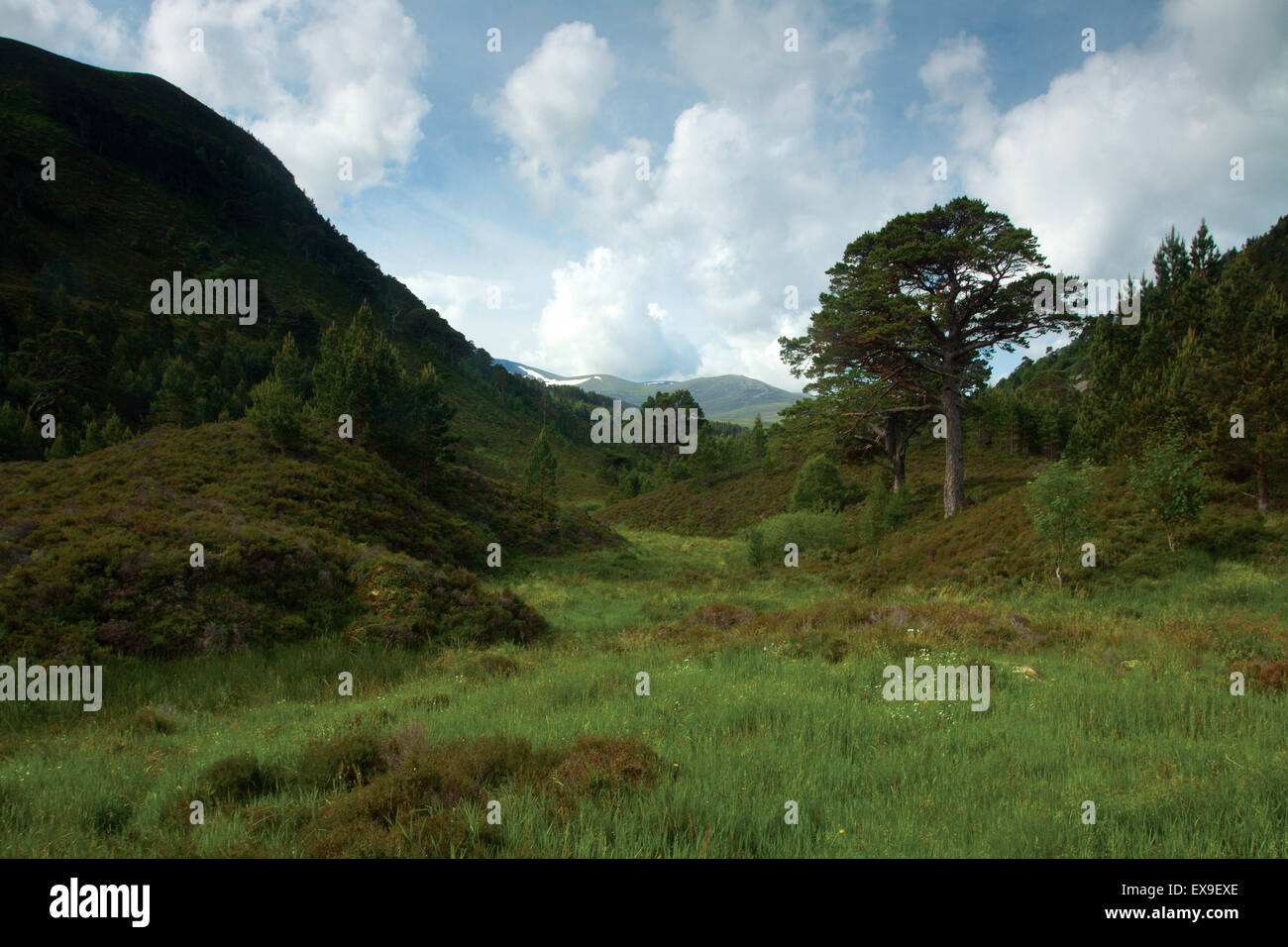 Glen mehr, Glenmore National Nature Reserve, Cairngorm National Park, Badenoch & Speyside Stockfoto