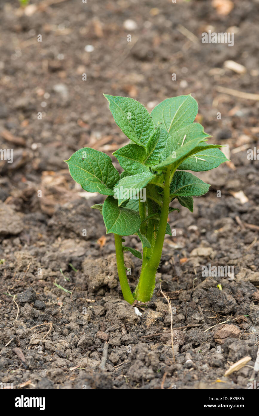 Eine frisch geschlüpfte Kartoffelpflanze, Solanum Tuberosum, wächst in einem Hinterhof Gemüsegarten, St. Albert, Alberta Stockfoto