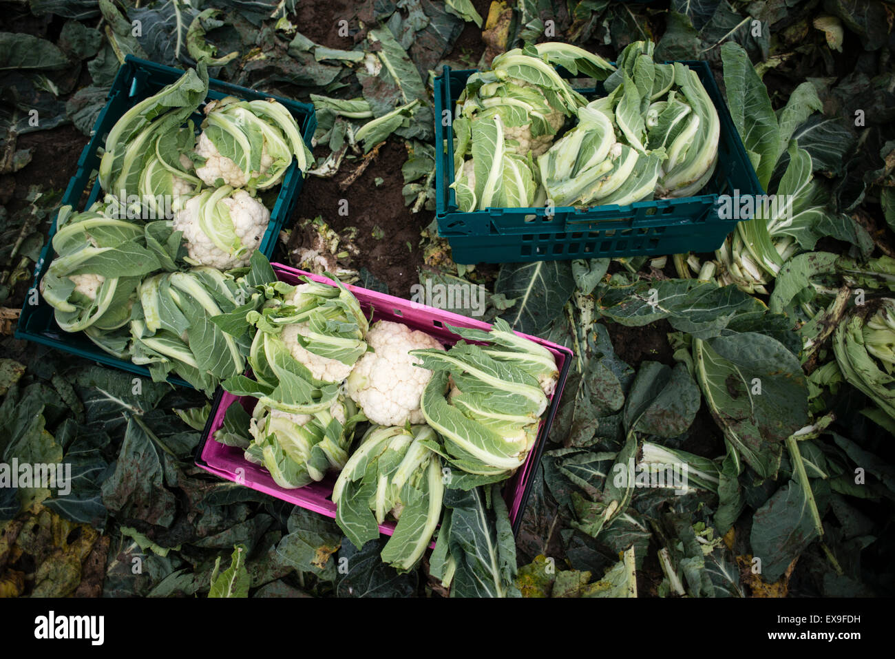 Drei Kisten voller großer Blumenkohl geerntet im Bereich der UK Bauernhof - von Supermärkten durch kosmetische Standards abgelehnt Stockfoto