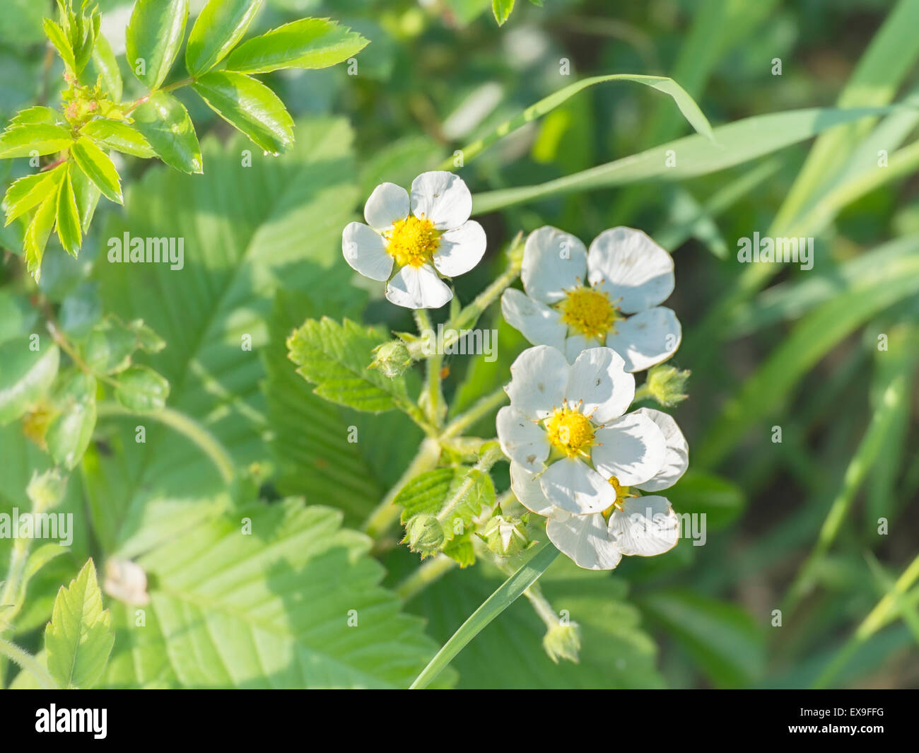 Erdbeere Blumen und Schnittgrün Stockfoto