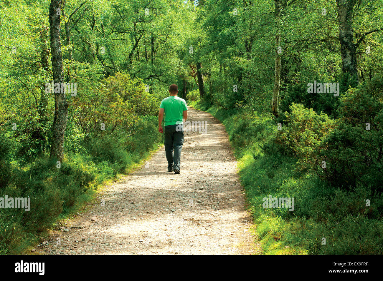 Ein Wanderer nach einem Pfad im Rothiemurchus, in der Nähe von Coylumbridge, Cairngorm National Park, Badenoch & Speyside Stockfoto