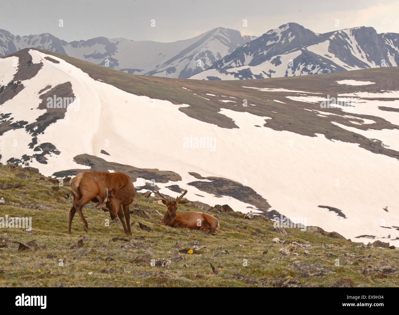 Ein paar Elche Bullen in den hohen Bergen von Colorado. Stockfoto