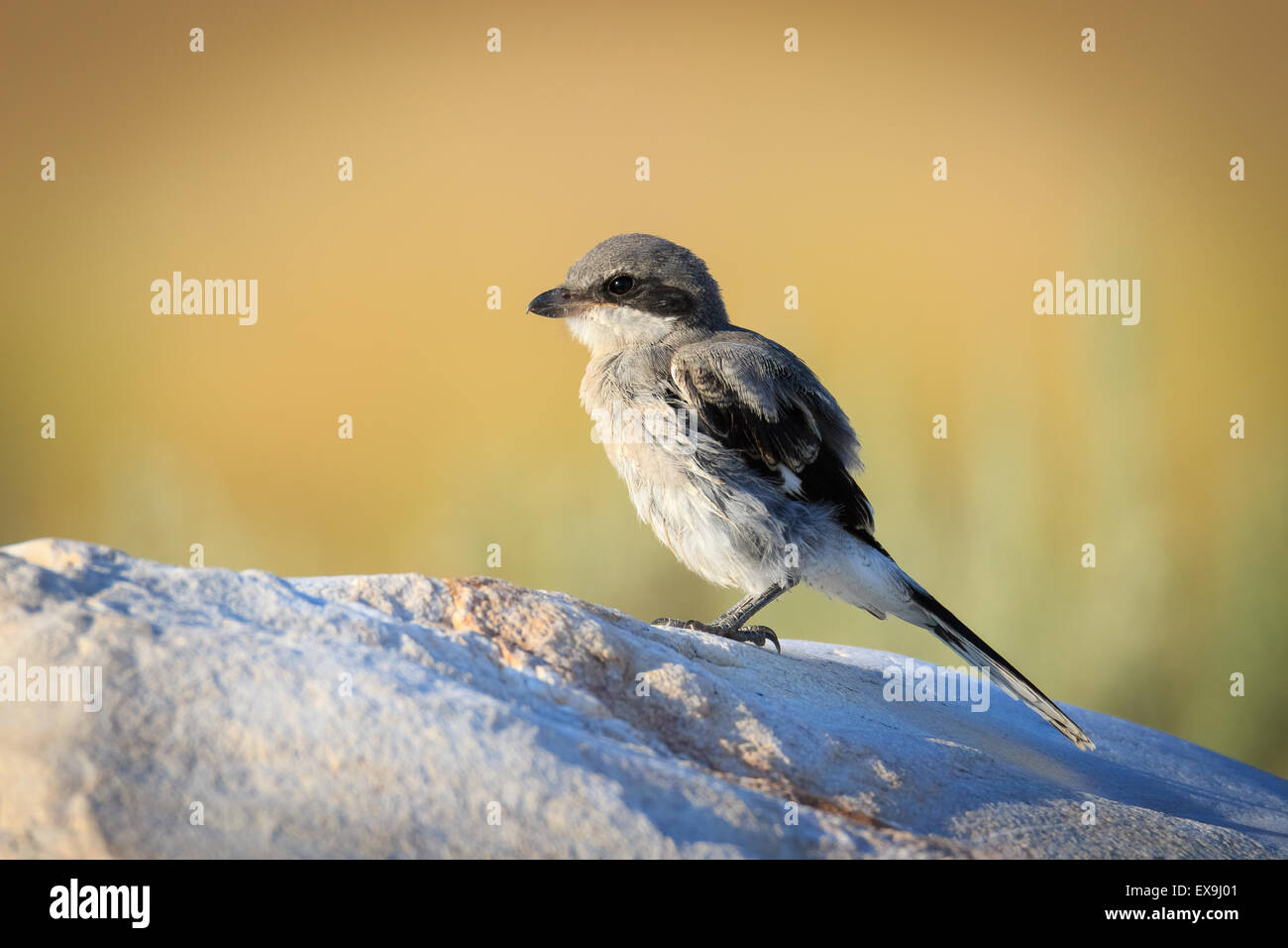 Eine juvenile unechte Shrike thront auf einem Felsen im Abendlicht Stockfoto