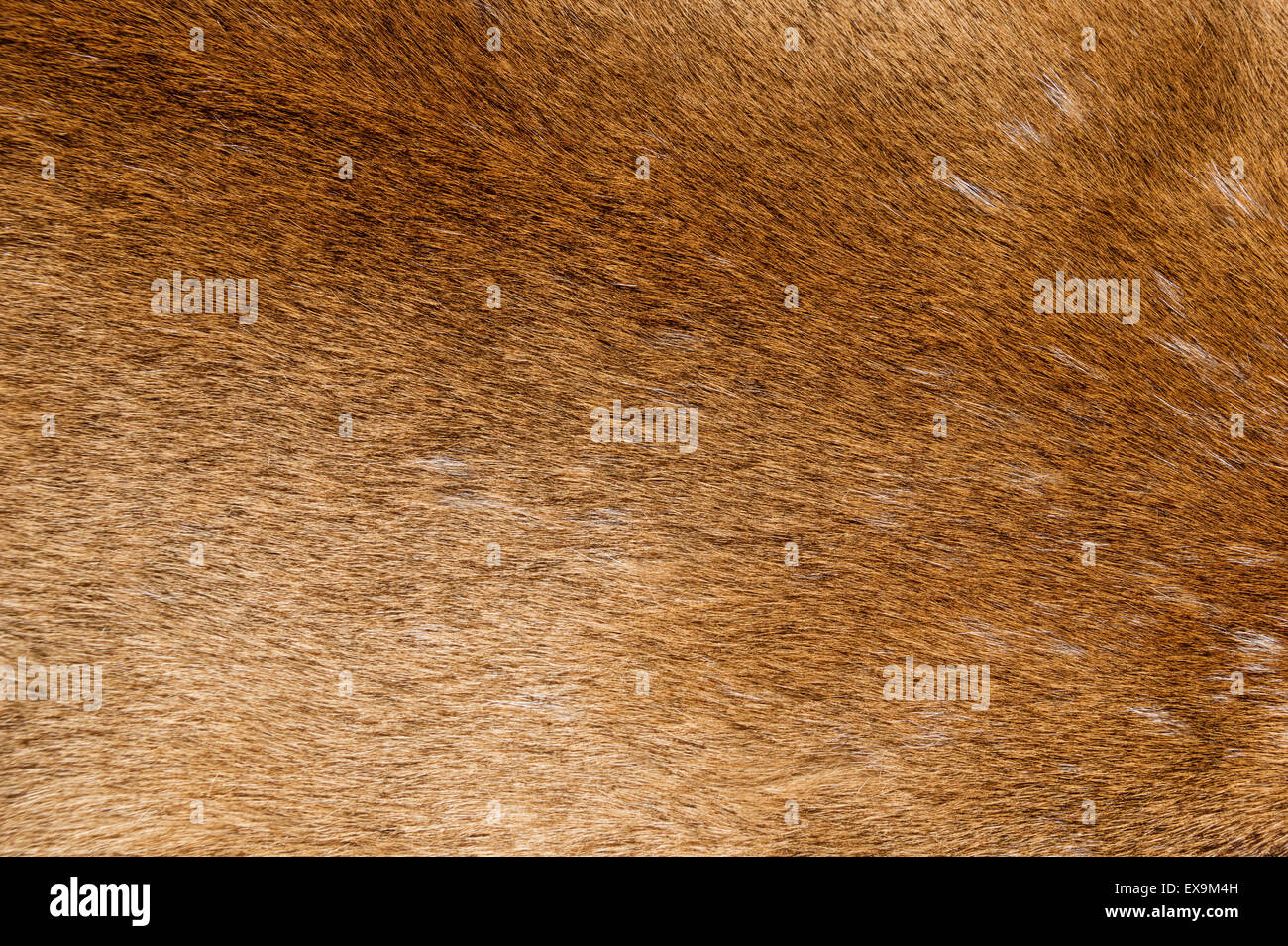 Berglöwen Fell Textur Hintergrundbild Stockfoto