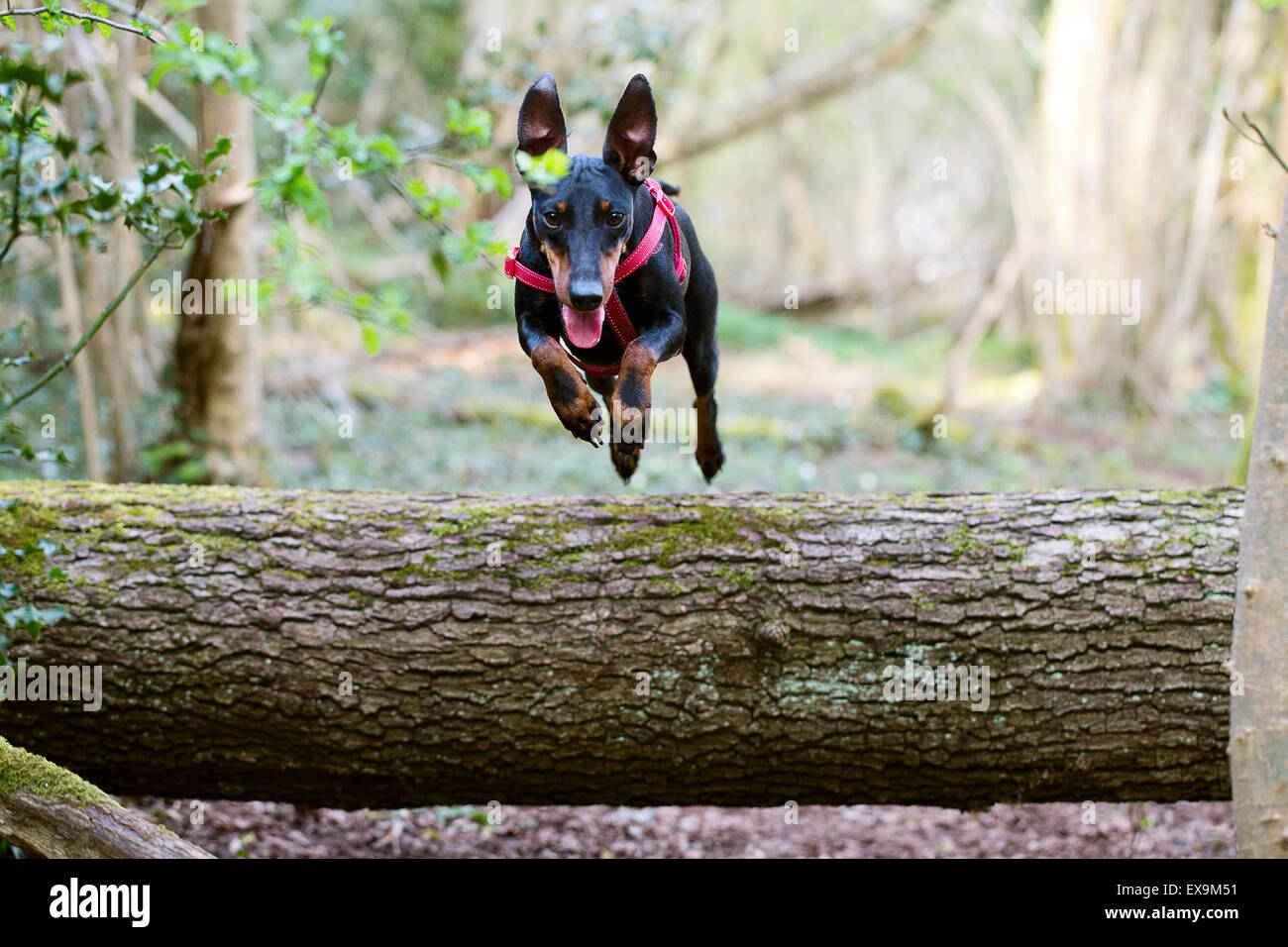 Ein Hund, ein Manchester-Terrier, in der Luft und springen über ein Protokoll im Wald Stockfoto