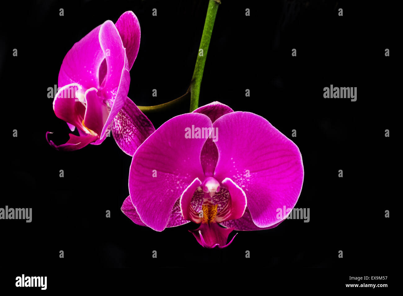 lila rosa Orchidee blüht mit schwarzem Hintergrund Stockfoto