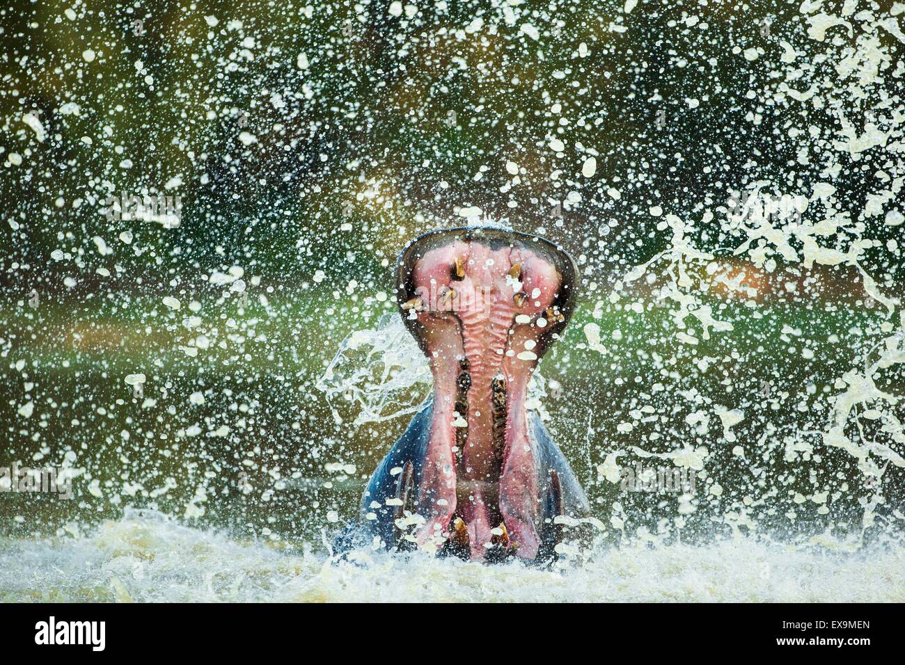 Männliche Nilpferd territoriale Aggressivität Spritzwasser anzeigen Stockfoto
