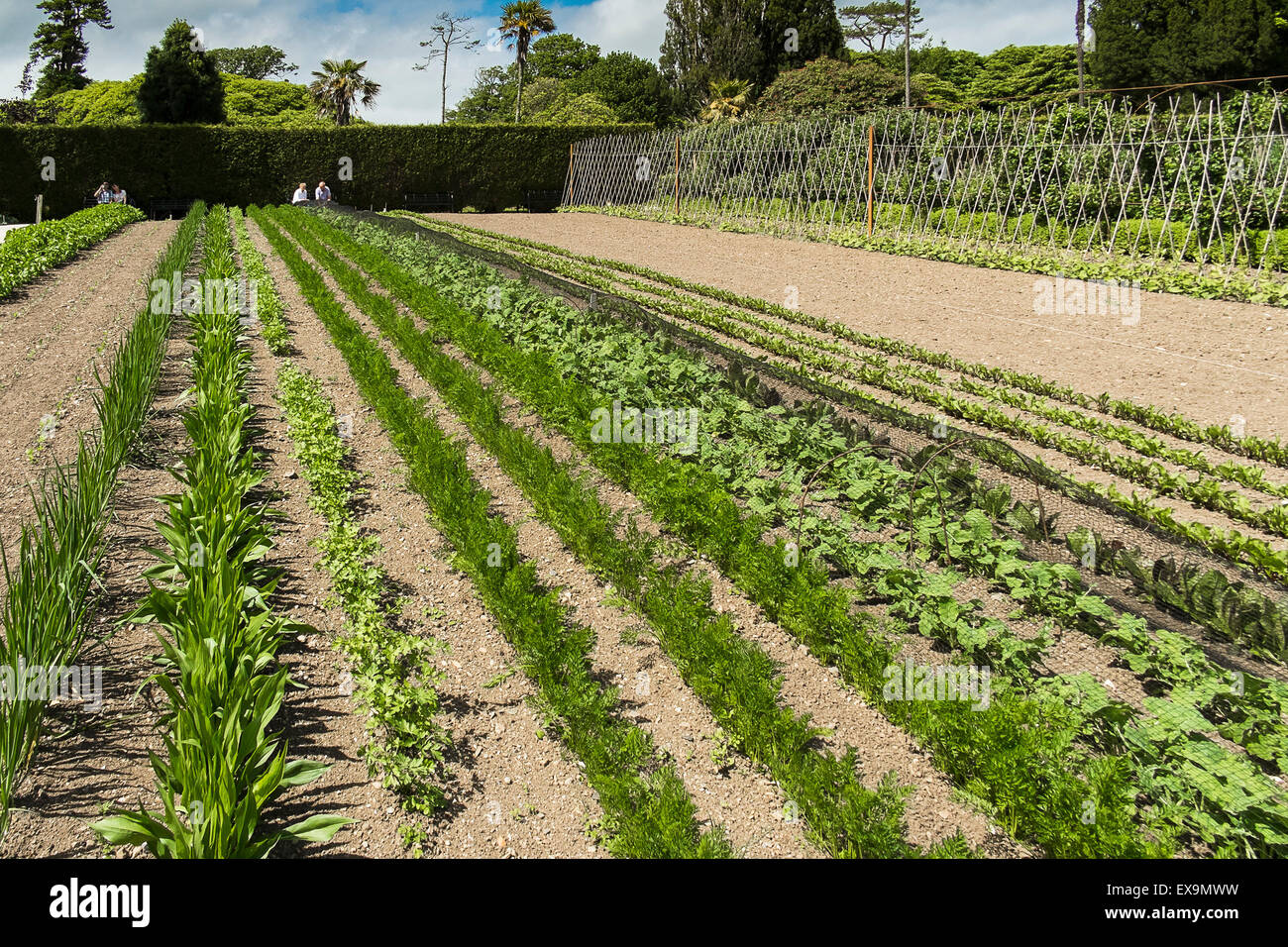 The lost gardens of heligan vegetable Fotos und Bildmaterial in hoher