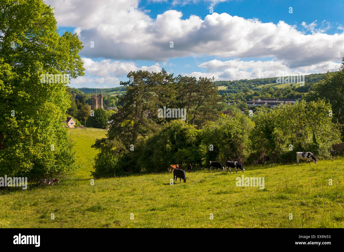 Grasende Kühe auf einer Wiese Feld in furnished, Bath, Somerset, England, UK Stockfoto