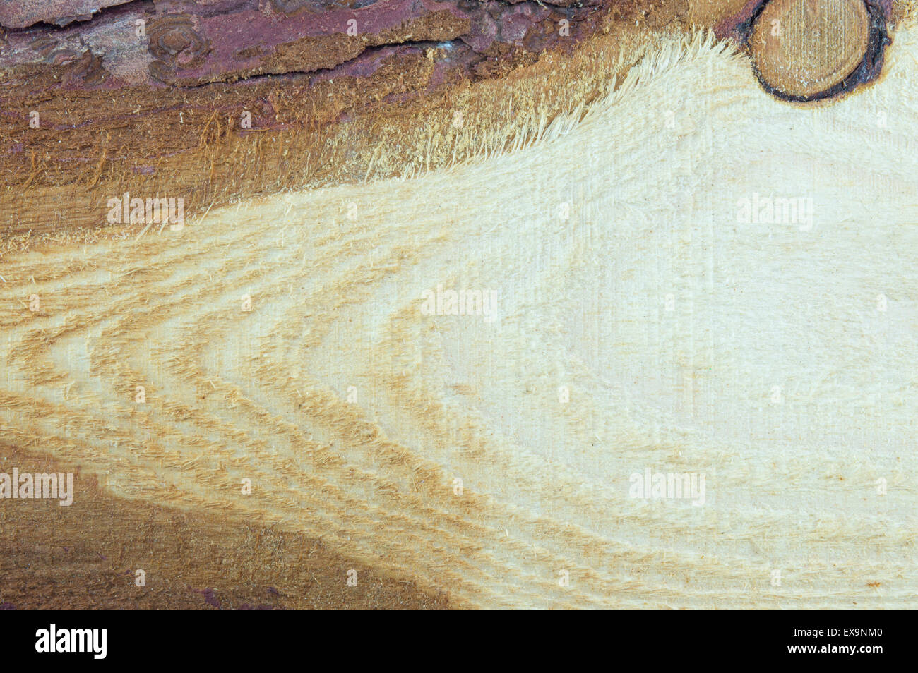 Natürliche rohe unbearbeitete Holzbrett Textur Stockfoto