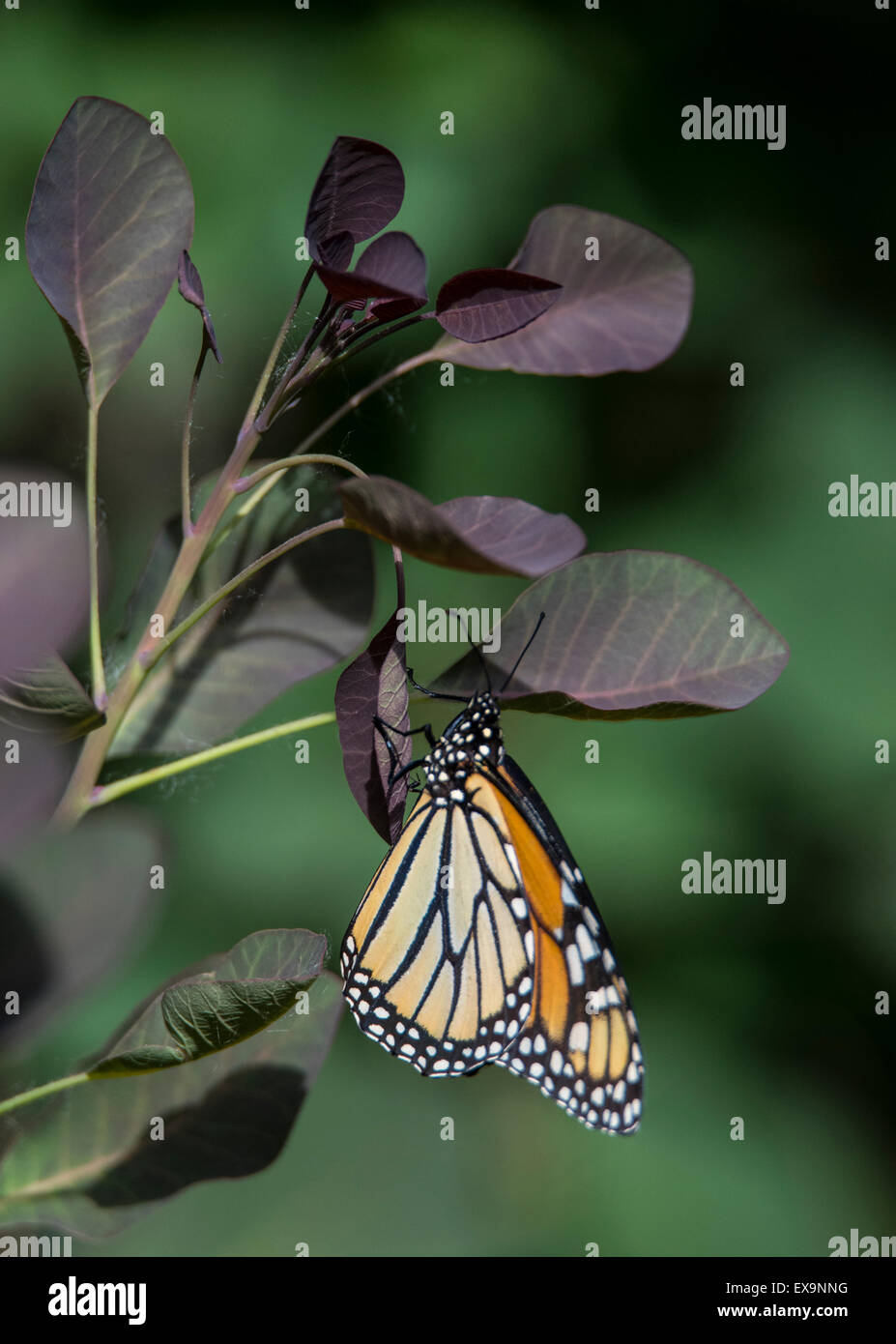 Schmetterlinge, Monarch Butterflylaying Eiern sich bunte Blatt im Garten. Idaho, USA, Nordamerika Stockfoto