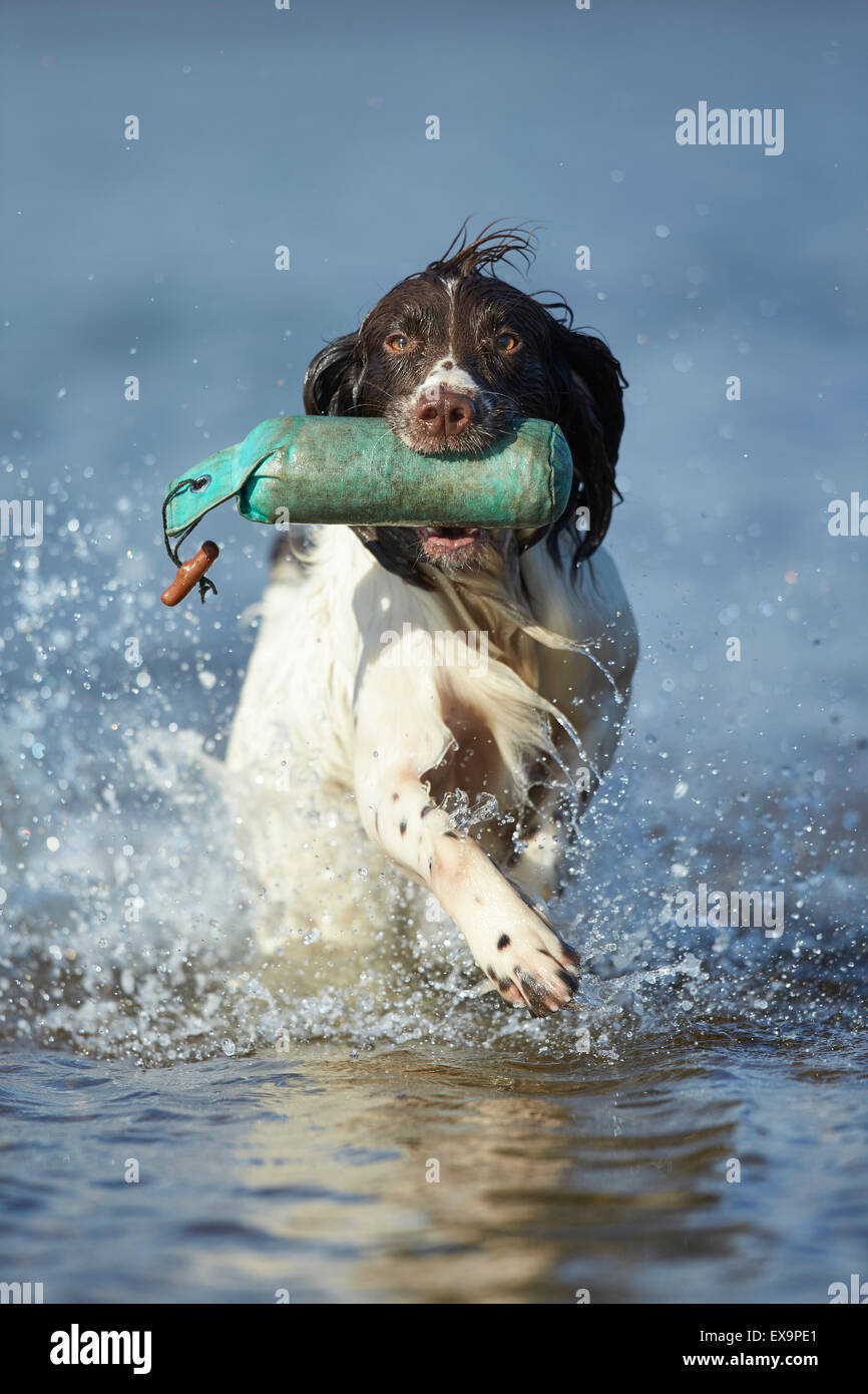 Englisch Springer Spaniel planschen im Wasser während der Hitzesommer Stockfoto