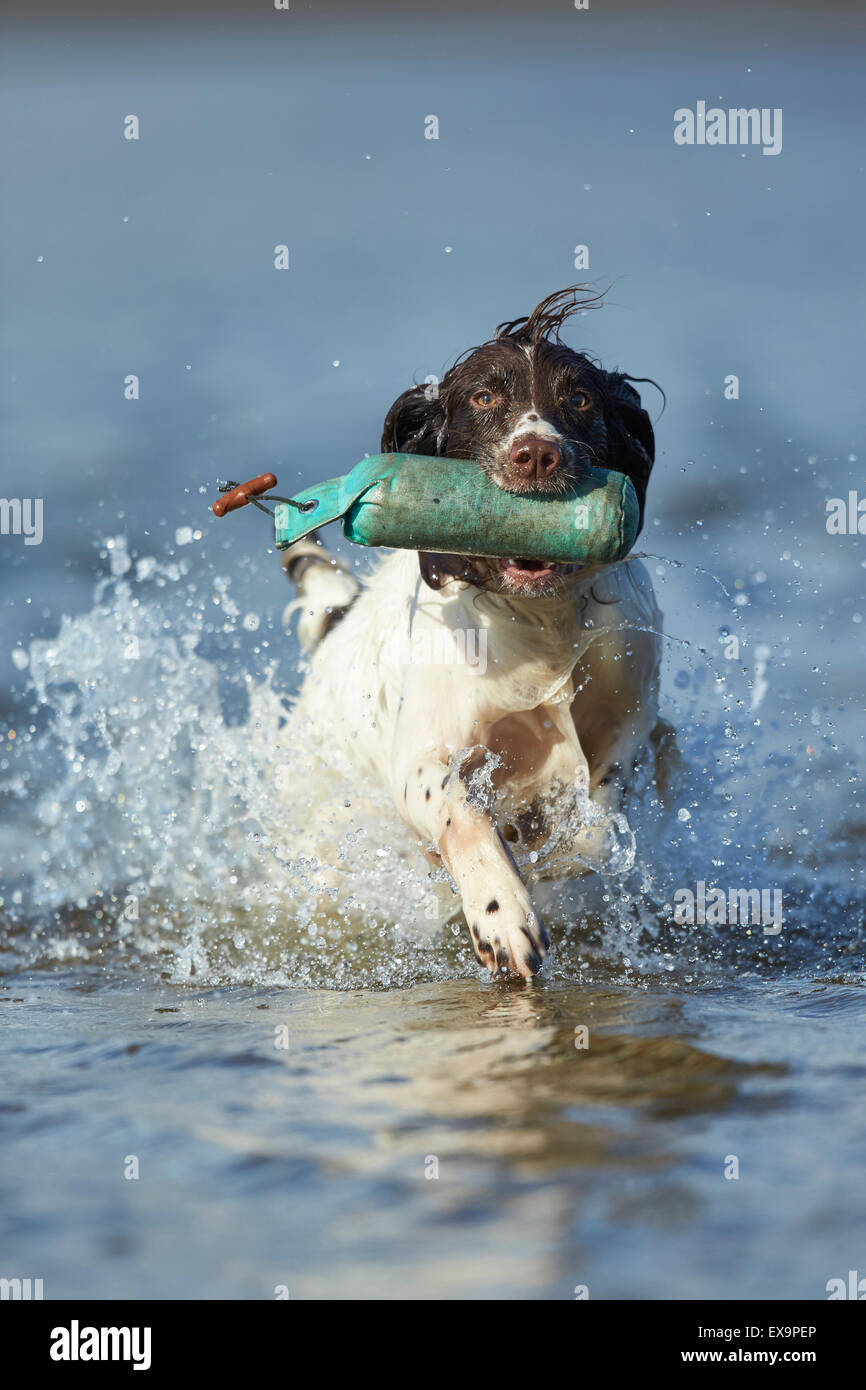 Englisch Springer Spaniel planschen im Wasser während der Hitzesommer Stockfoto