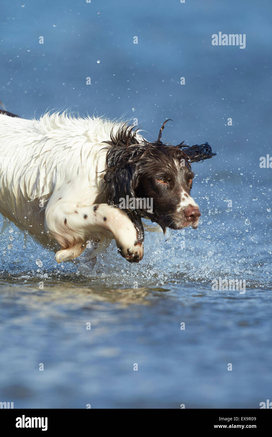 Englisch Springer Spaniel planschen im Wasser während der Hitzesommer Stockfoto