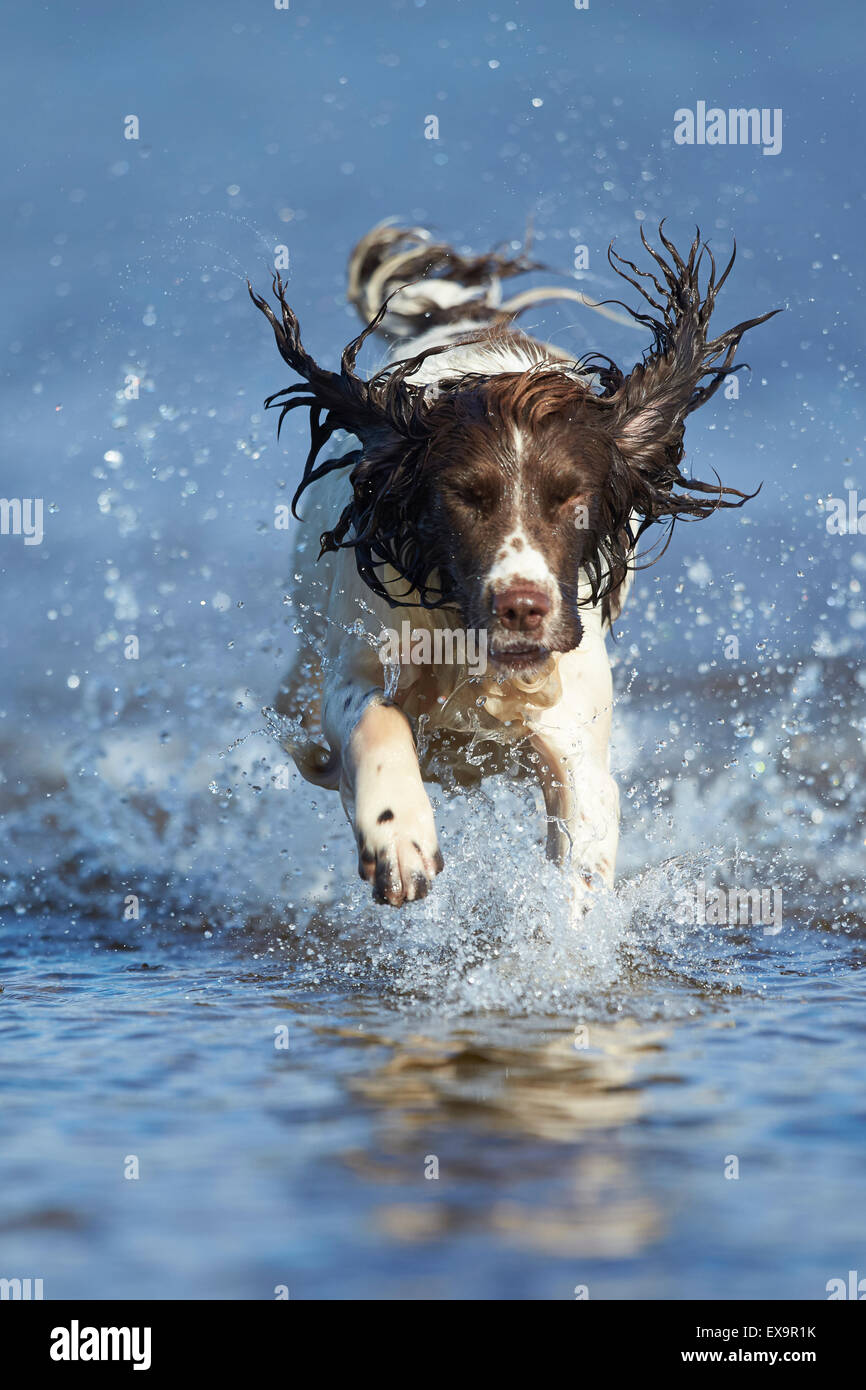 Englisch Springer Spaniel planschen im Wasser während der Hitzesommer Stockfoto