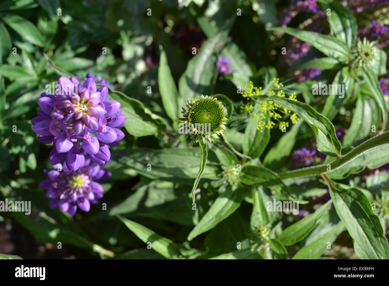 Von links, ein Lupin (Galerie blau), Pflanze Echinacea in Knospe und Dill, mit Eisenkraut wächst unter Stockfoto