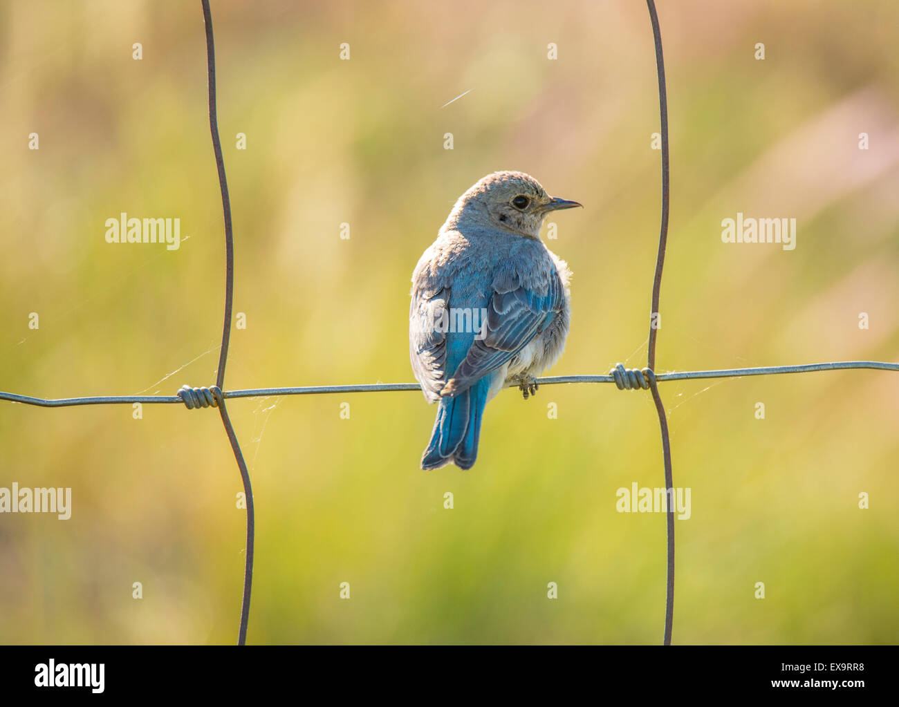Vögel, Mountain Blue Bird, junge junge Blue Bird thront auf Zaun. Idaho State Vogel, Idaho, USA Stockfoto