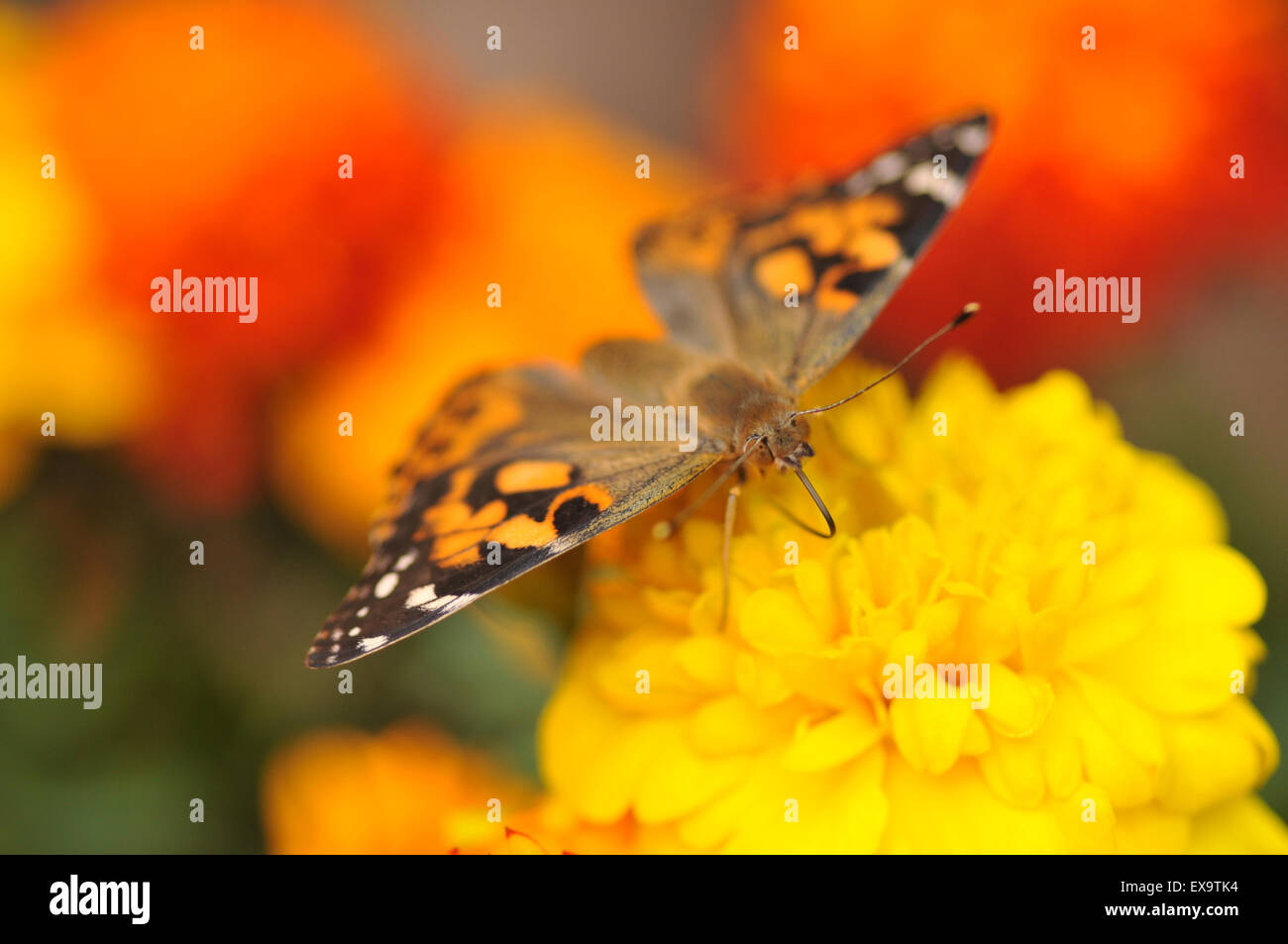 Nahaufnahme von einem Distelfalter Schmetterling auf einer Blüte Stockfoto