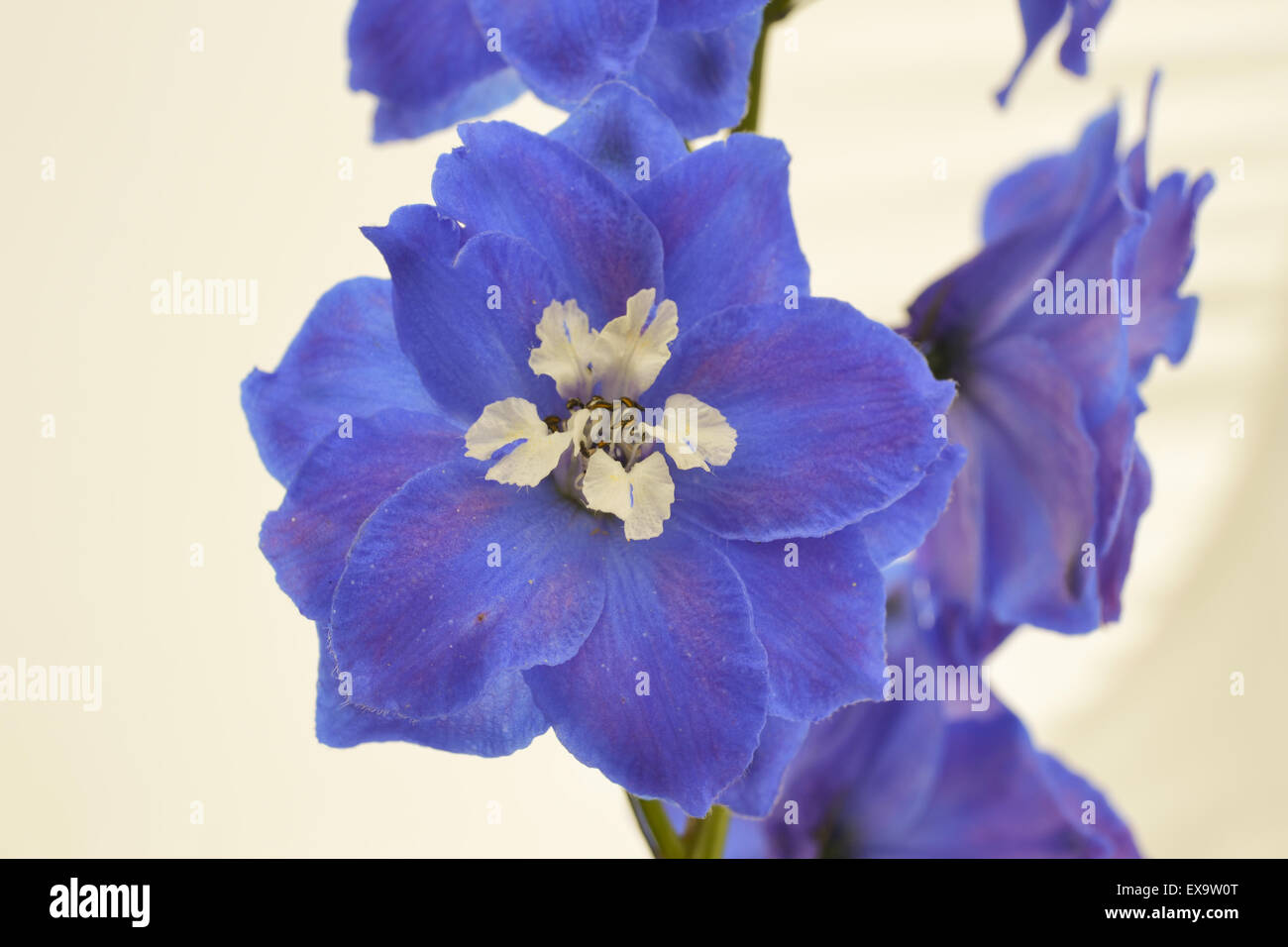 Delphinium 'Blue Bird', isolated on white background Stockfoto