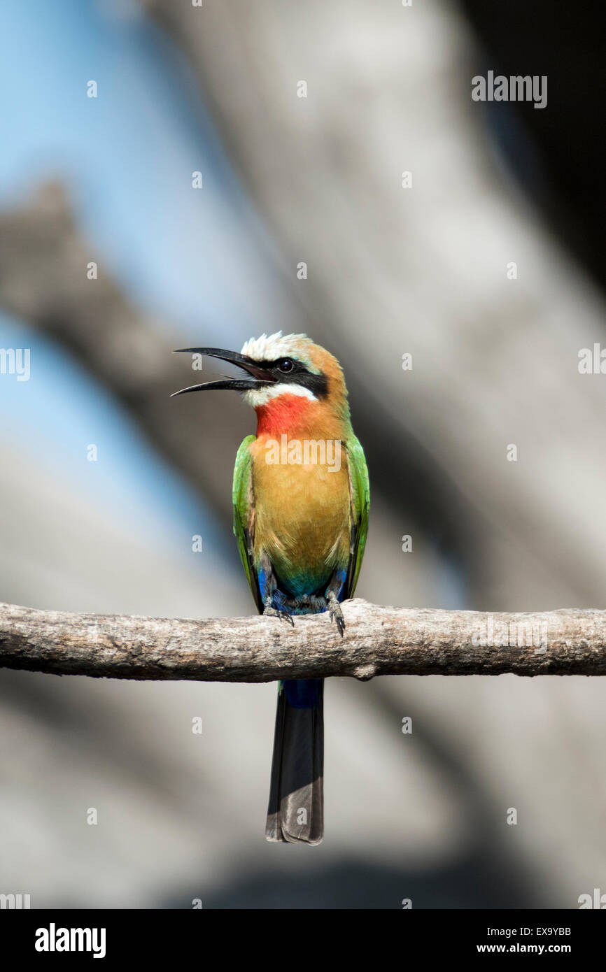 Afrika, Botswana, Chobe National Park, White-fronted Bienenfresser (Merops Bullockoides) in Ast über Chobe Fluss Stockfoto