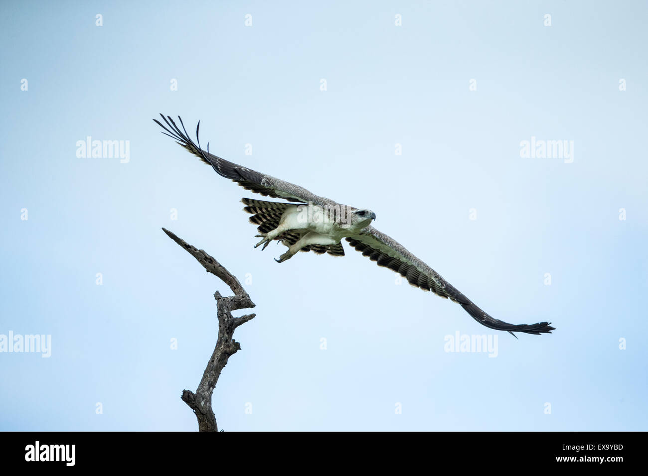 Afrika, Südafrika, Kruger National Park, unreifen Fischadler (Pandion Haliaetus) breitet Flügel beim Flug Stockfoto