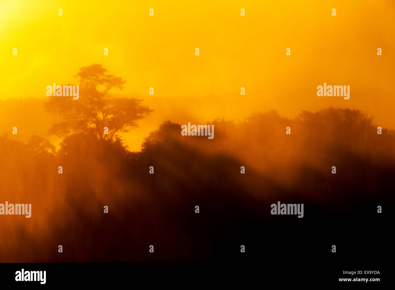 Afrika, Sambia, Mosi-Oa-Tunya Nationalpark, Einstellung Sonnenlichts Nebel bedeckten Bäume vorderasiatischen Katarakt der Victoriafälle Stockfoto