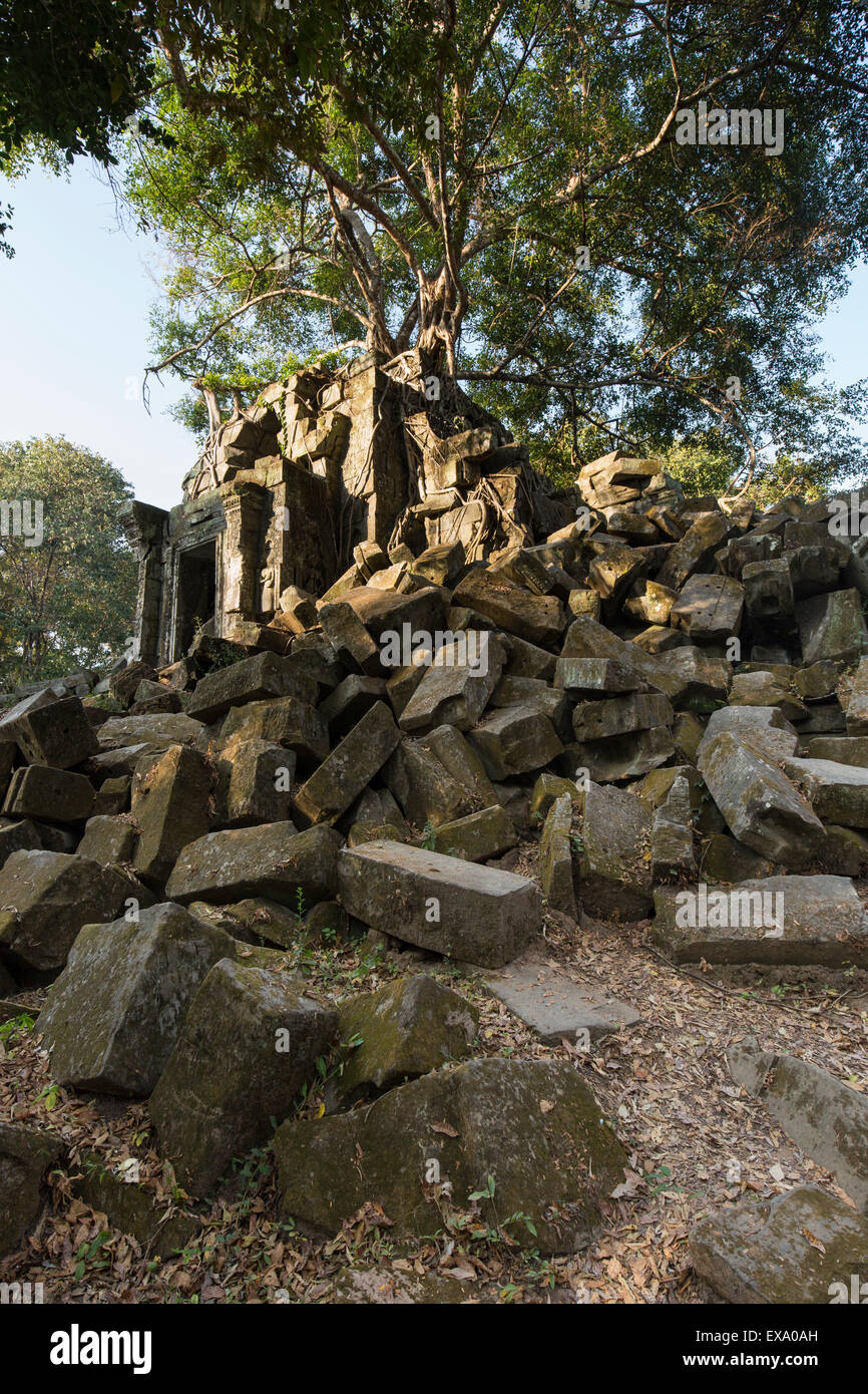 Bäume, Provinz Siem Reap, Kambodscha, Asien steigen aus Ruinen der Tempel Beng Mealea Stockfoto