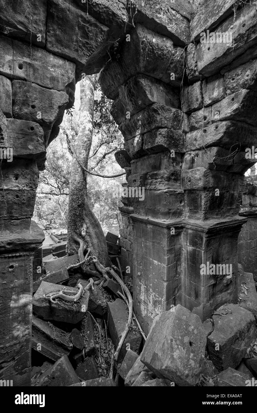 Bäume, Provinz Siem Reap, Kambodscha, Asien steigen durch zerbröselte Steinruinen der Tempel Beng Mealea Stockfoto