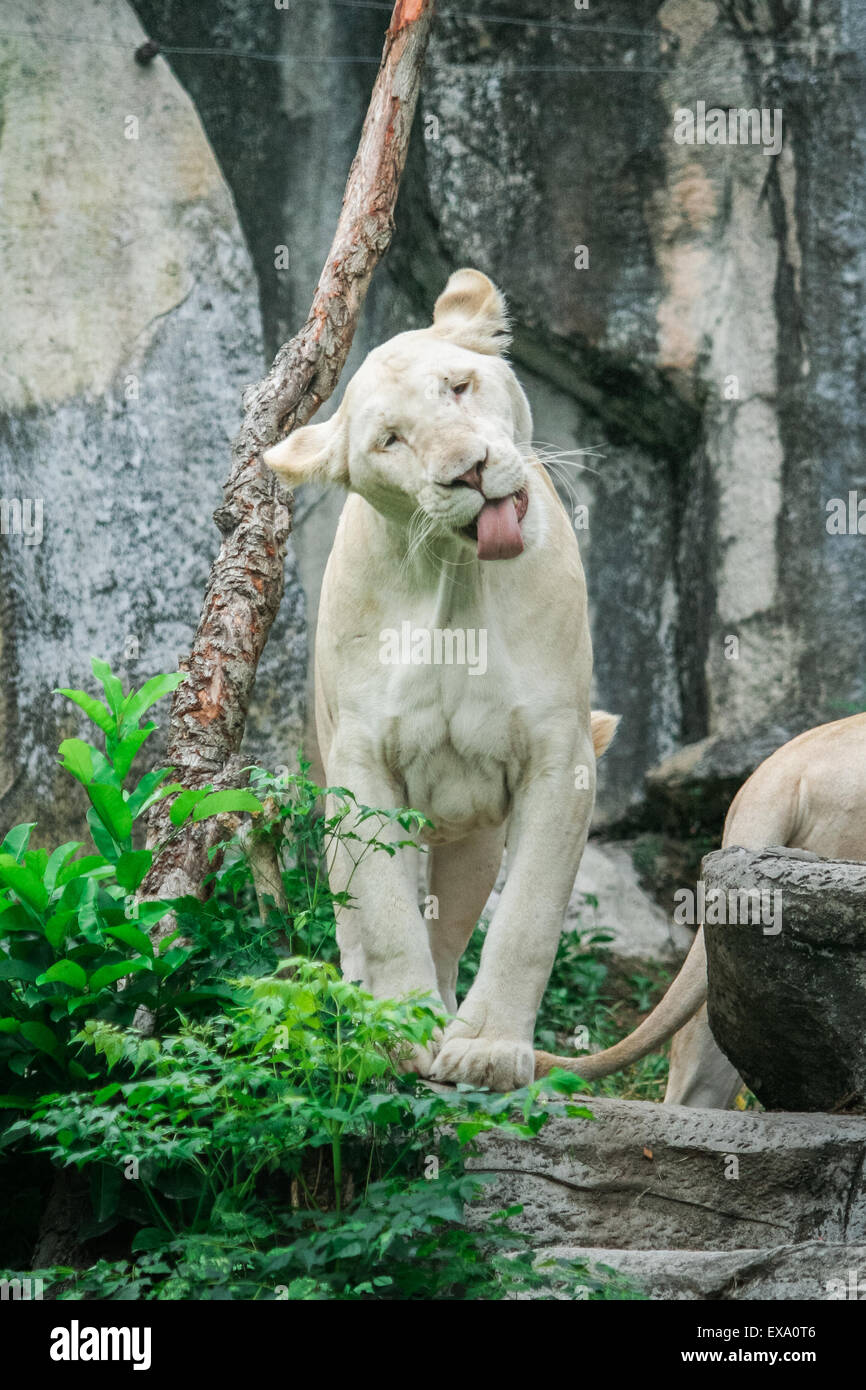Weißen weiblichen Löwen lächelnd Stockfoto