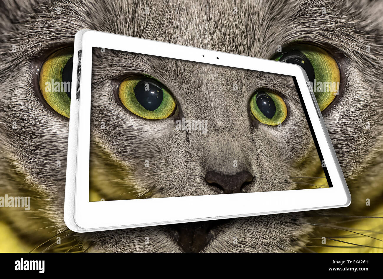 Katze im tablet Stockfoto